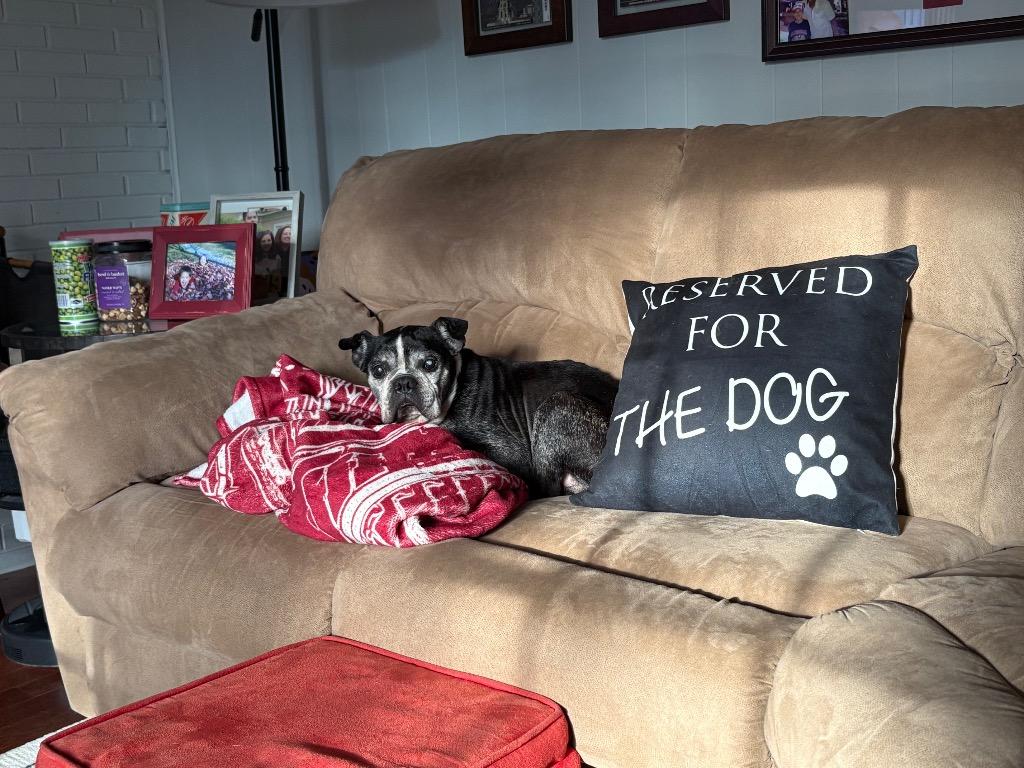 Enlarge Melvin, a Adoptable Boston Terrier in Ewing, NJ image 2/5