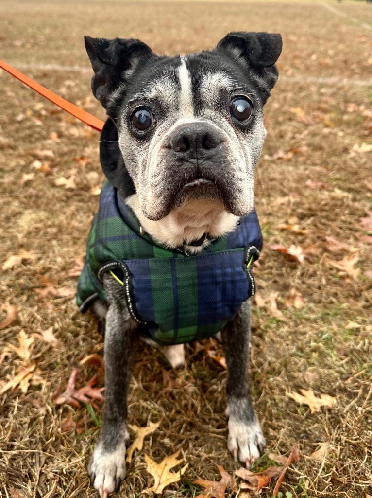 Enlarge Melvin, a Adoptable Boston Terrier in Ewing, NJ image 3/5