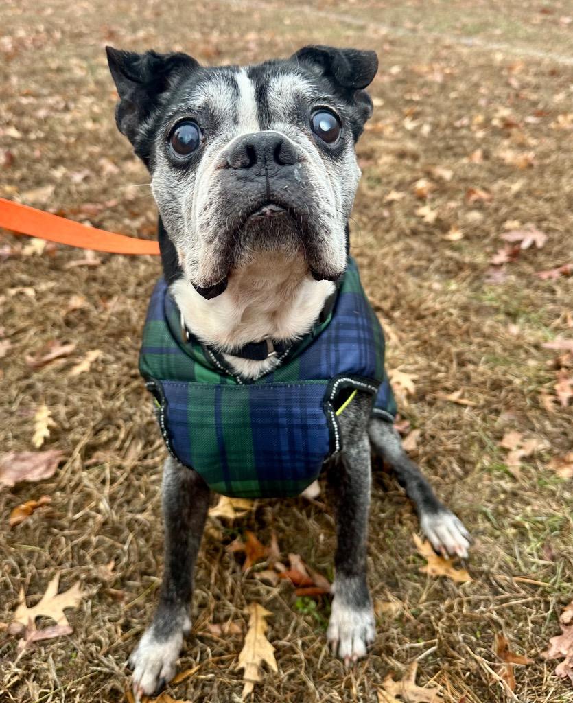 Enlarge Melvin, a Adoptable Boston Terrier in Ewing, NJ image 4/5