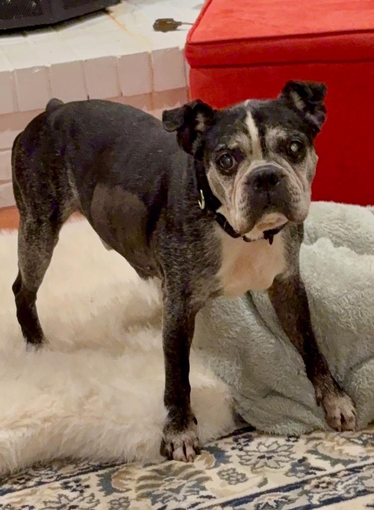 Melvin, a Adoptable Boston Terrier in Ewing, NJ image 5/5