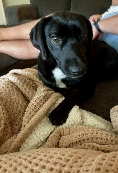 Enlarge Chip, an adopted mixed breed in Brattleboro, VT image 3/4