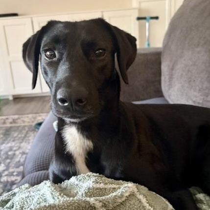 Enlarge Chip, an adopted mixed breed in Brattleboro, VT image 1/4