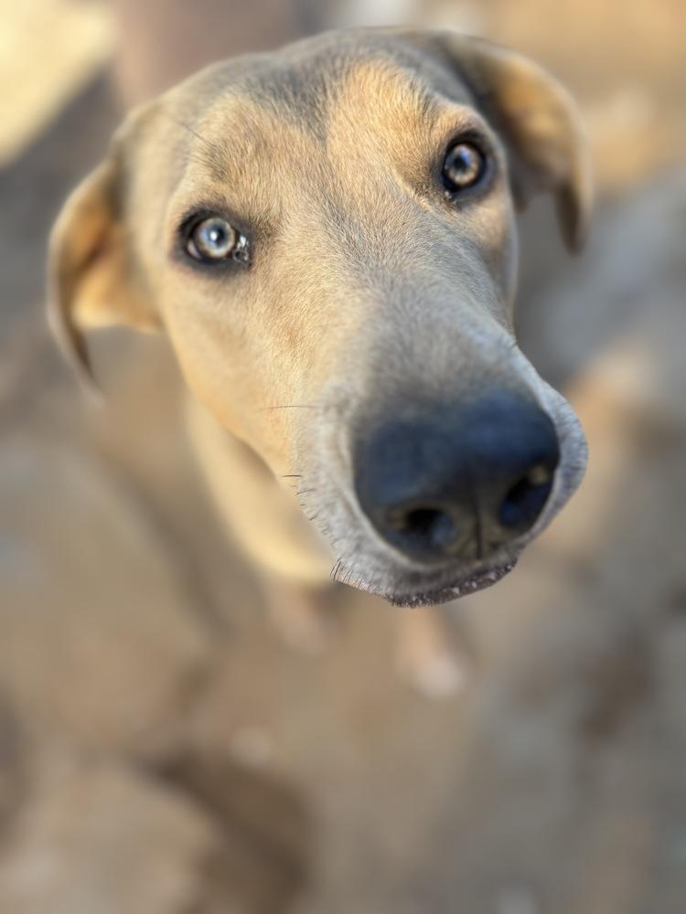 Ola, Adoptable, Adult Female Anatolian Shepherd.