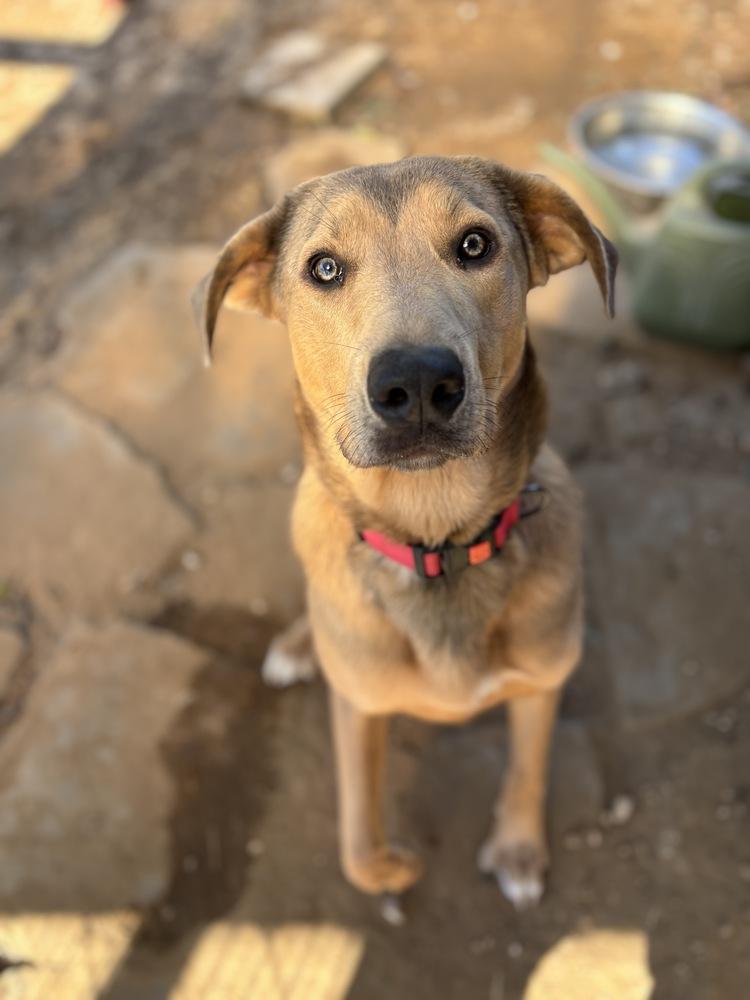 Enlarge Ola, a Adoptable mixed breed in Tulsa, OK image 4/4