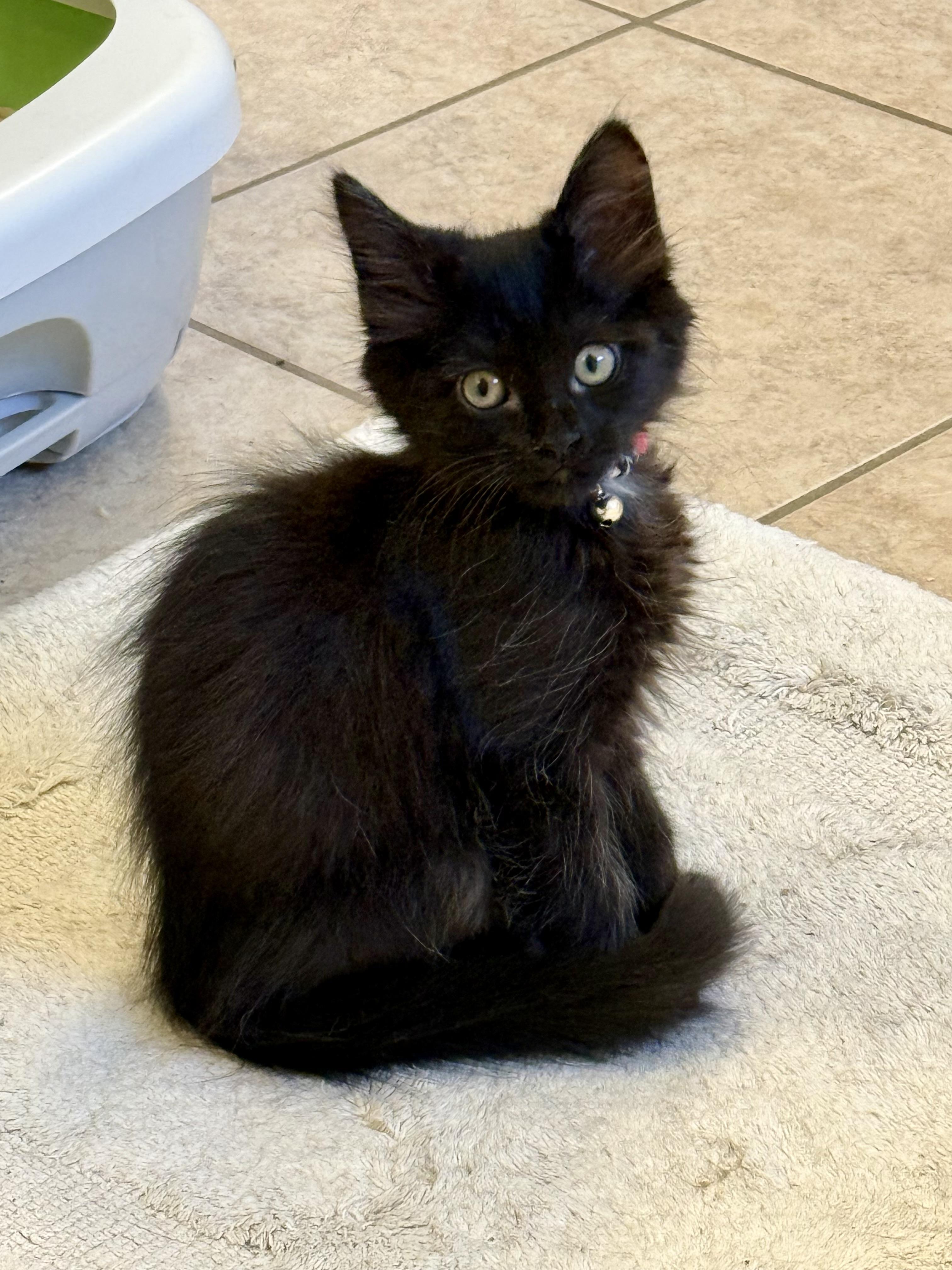 Baby Bear, Adoptable, Kitten Female Domestic Long Hair.