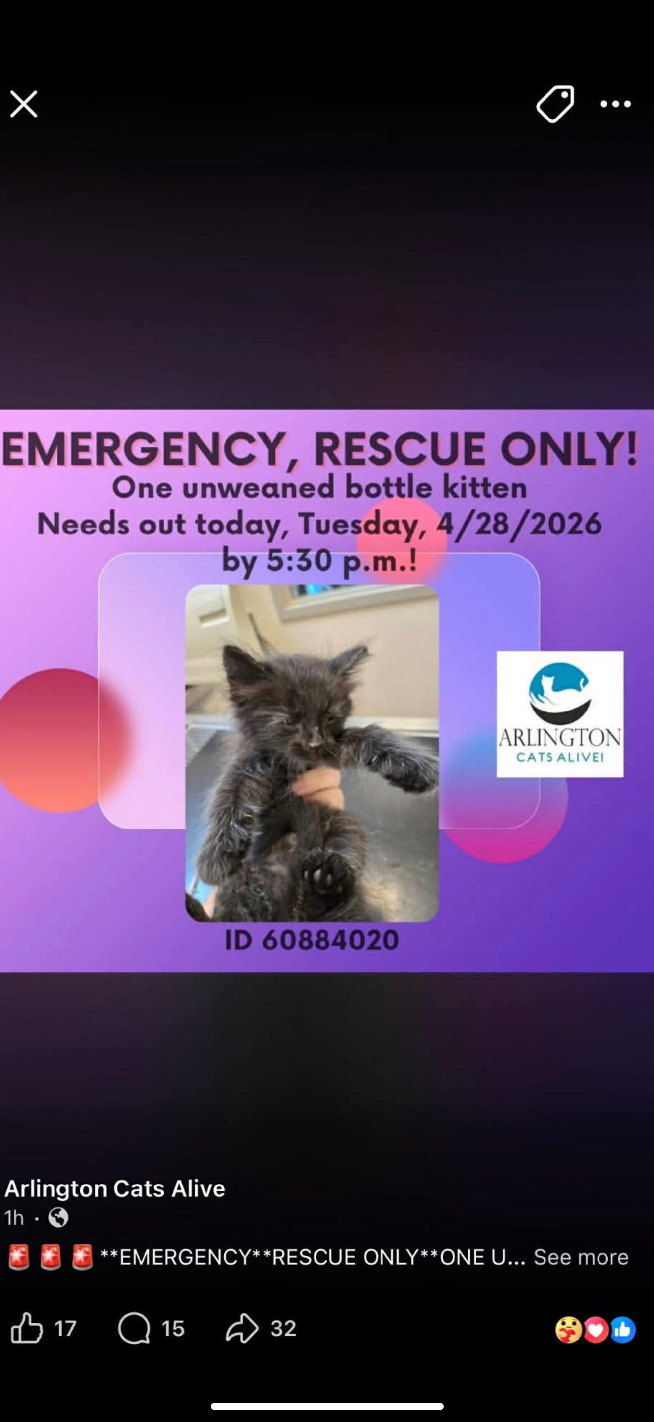 Enlarge Baby Bear, a Adoptable Domestic Long Hair in Fort Worth, TX image 2/2