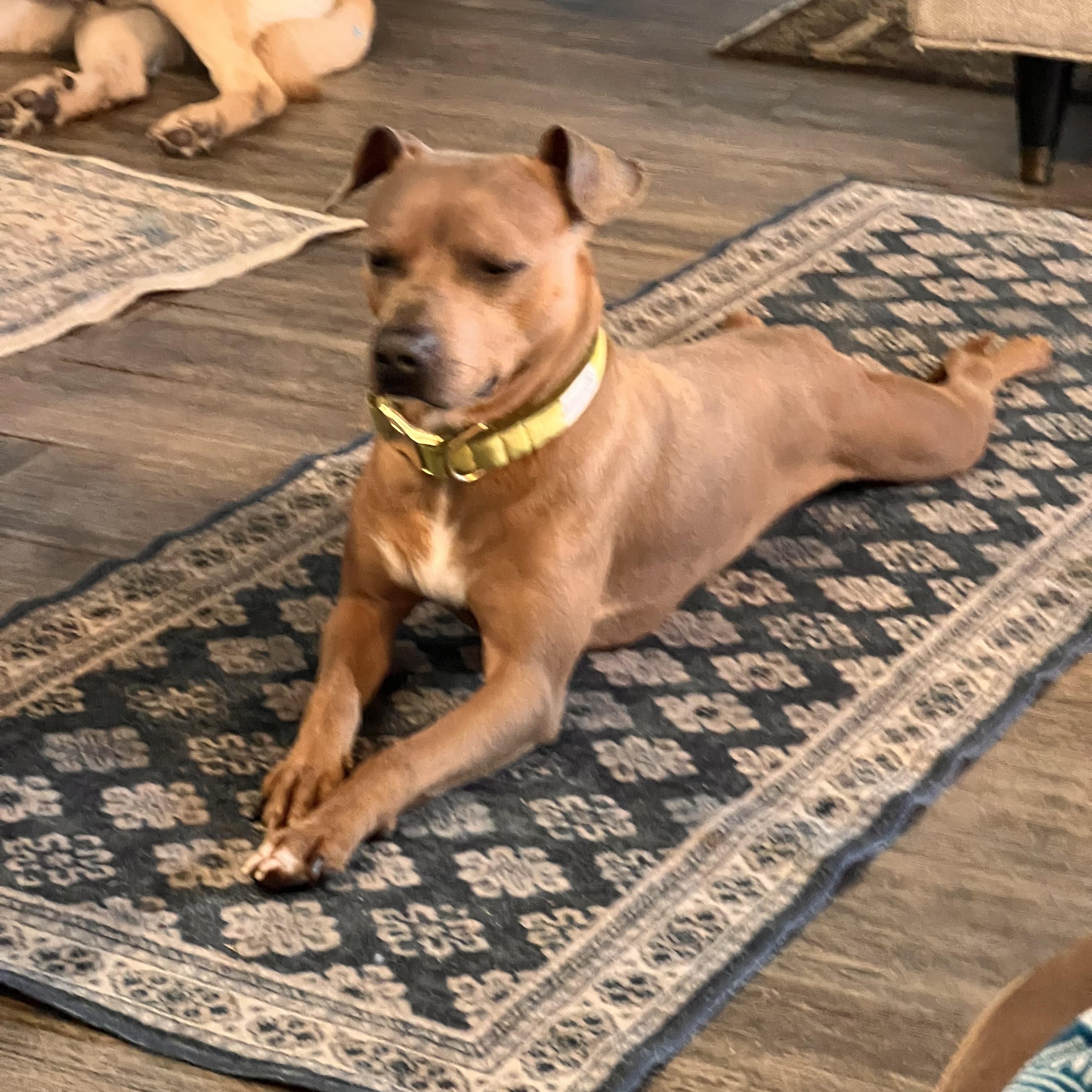 Cody, adopted, Adult Male American Staffordshire Terrier & Mixed Breed.