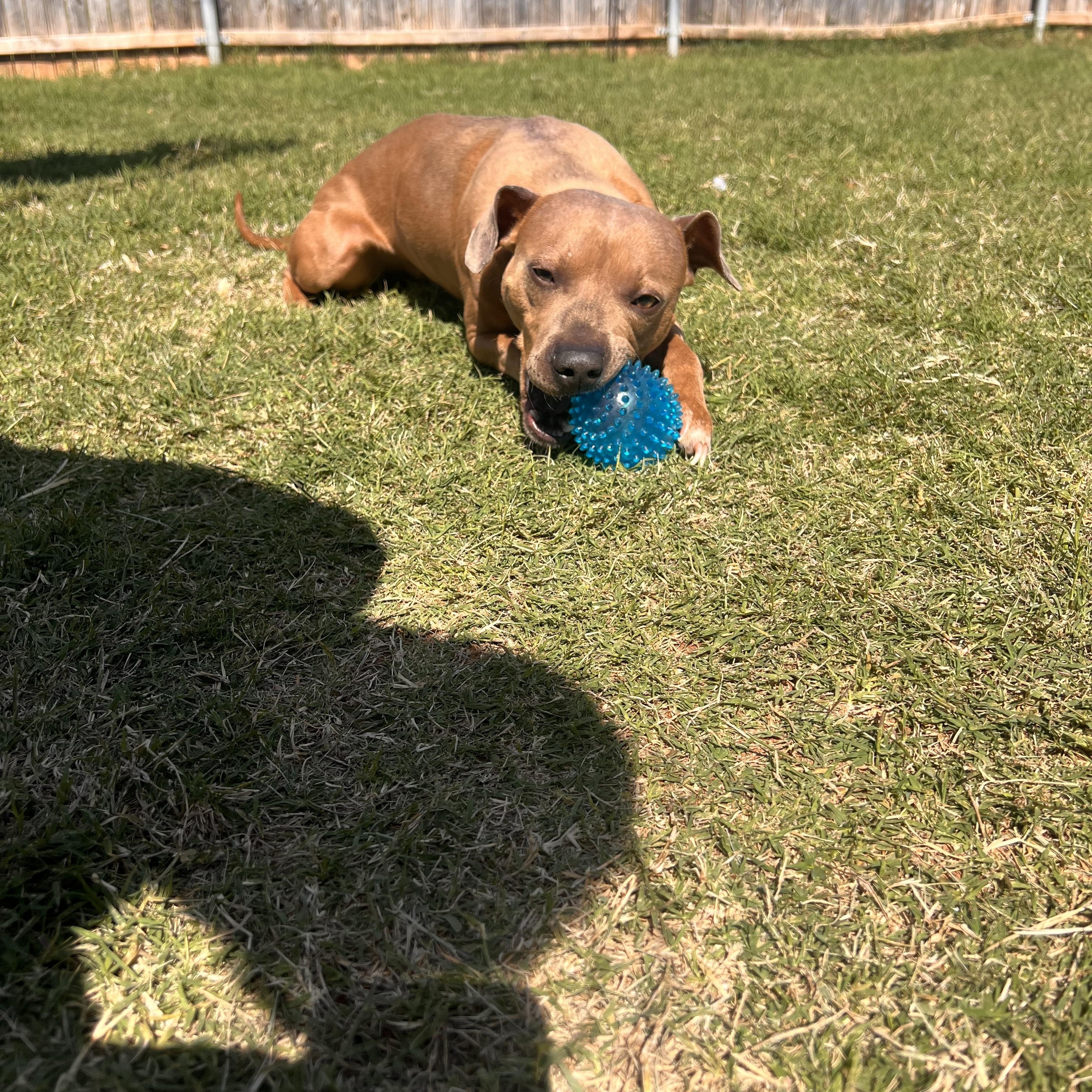 Enlarge Cody, an adopted mixed breed in Choctaw, OK image 4/6