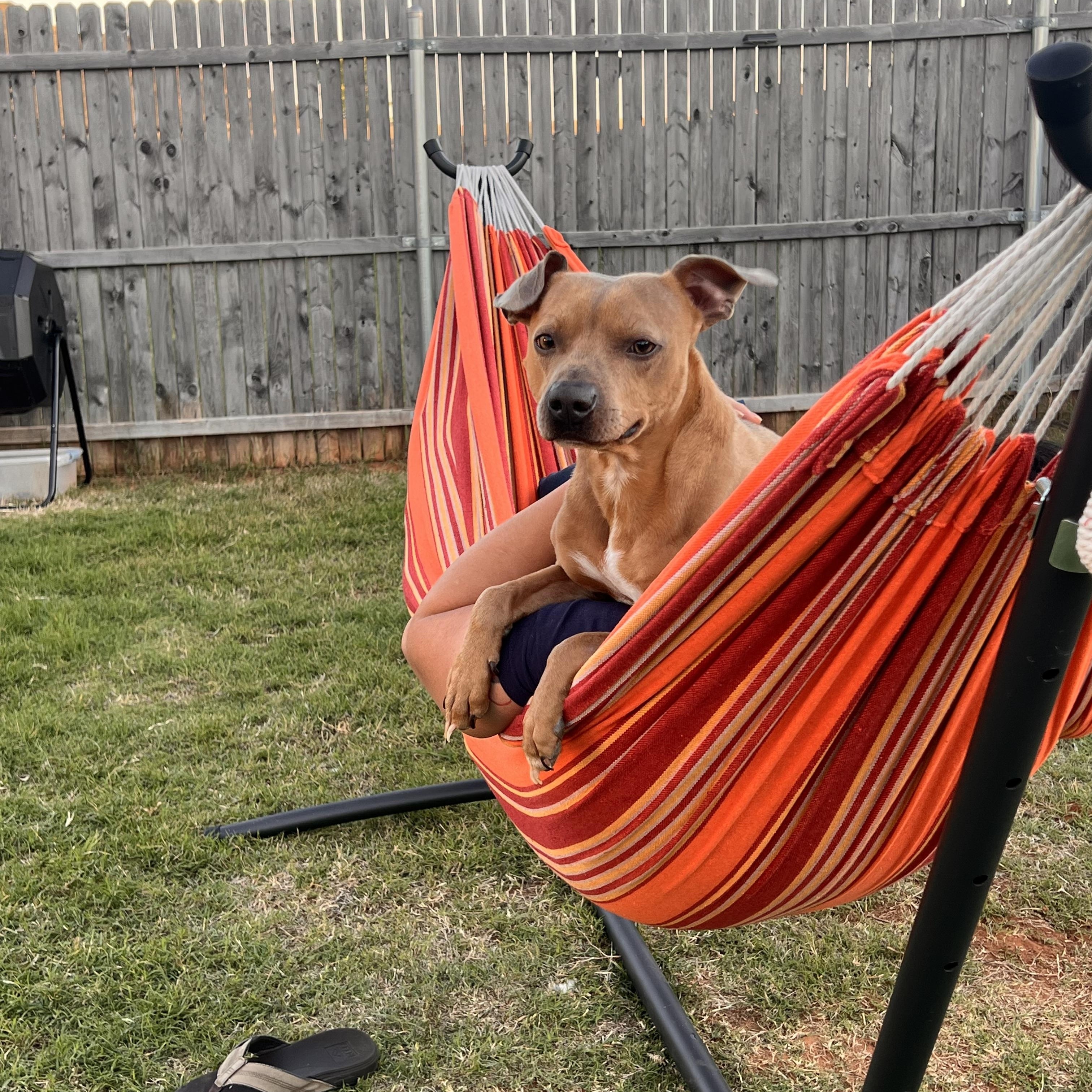 Enlarge Cody, an adopted mixed breed in Choctaw, OK image 6/6