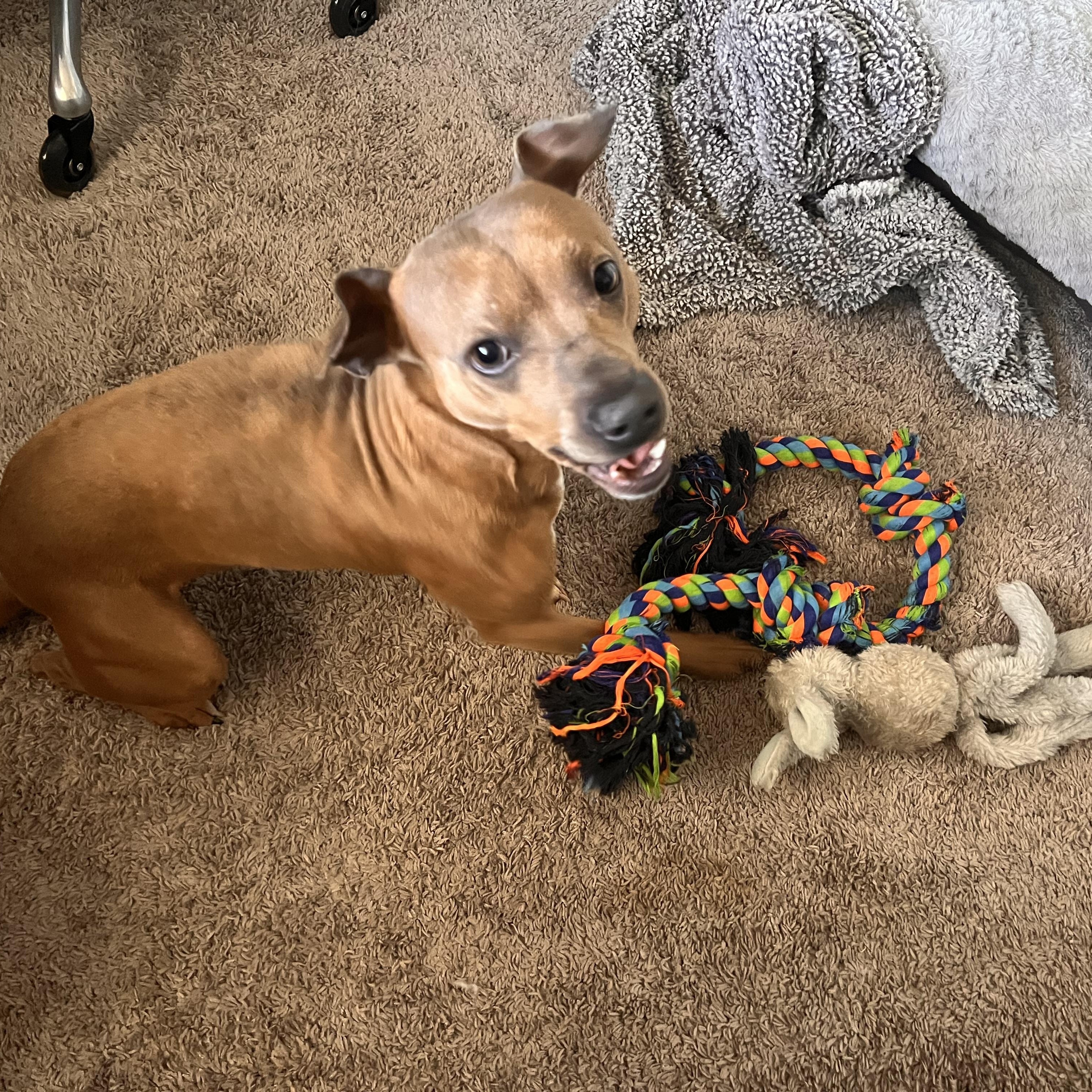 Enlarge Cody, an adopted mixed breed in Choctaw, OK image 5/6