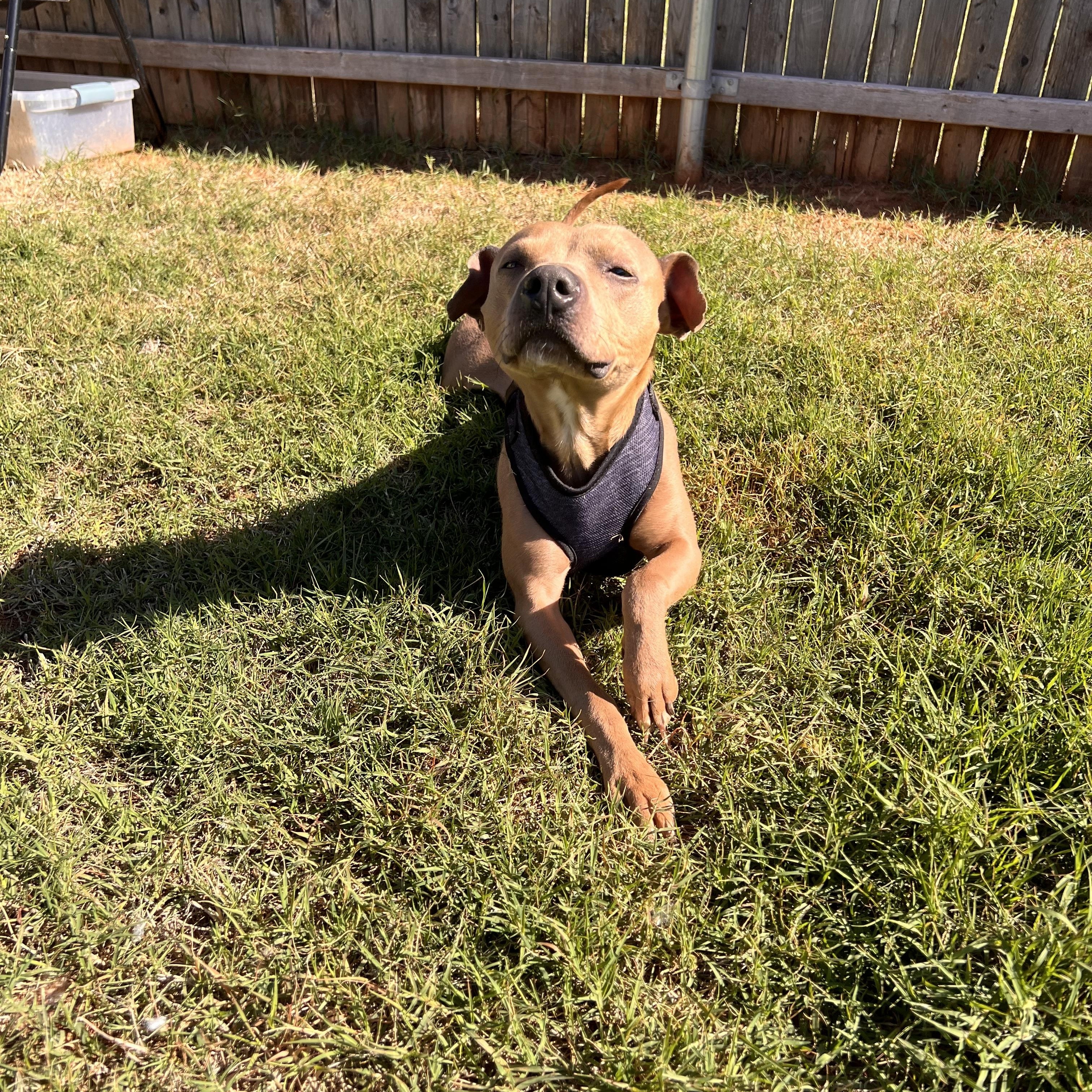 Enlarge Cody, an adopted mixed breed in Choctaw, OK image 3/6