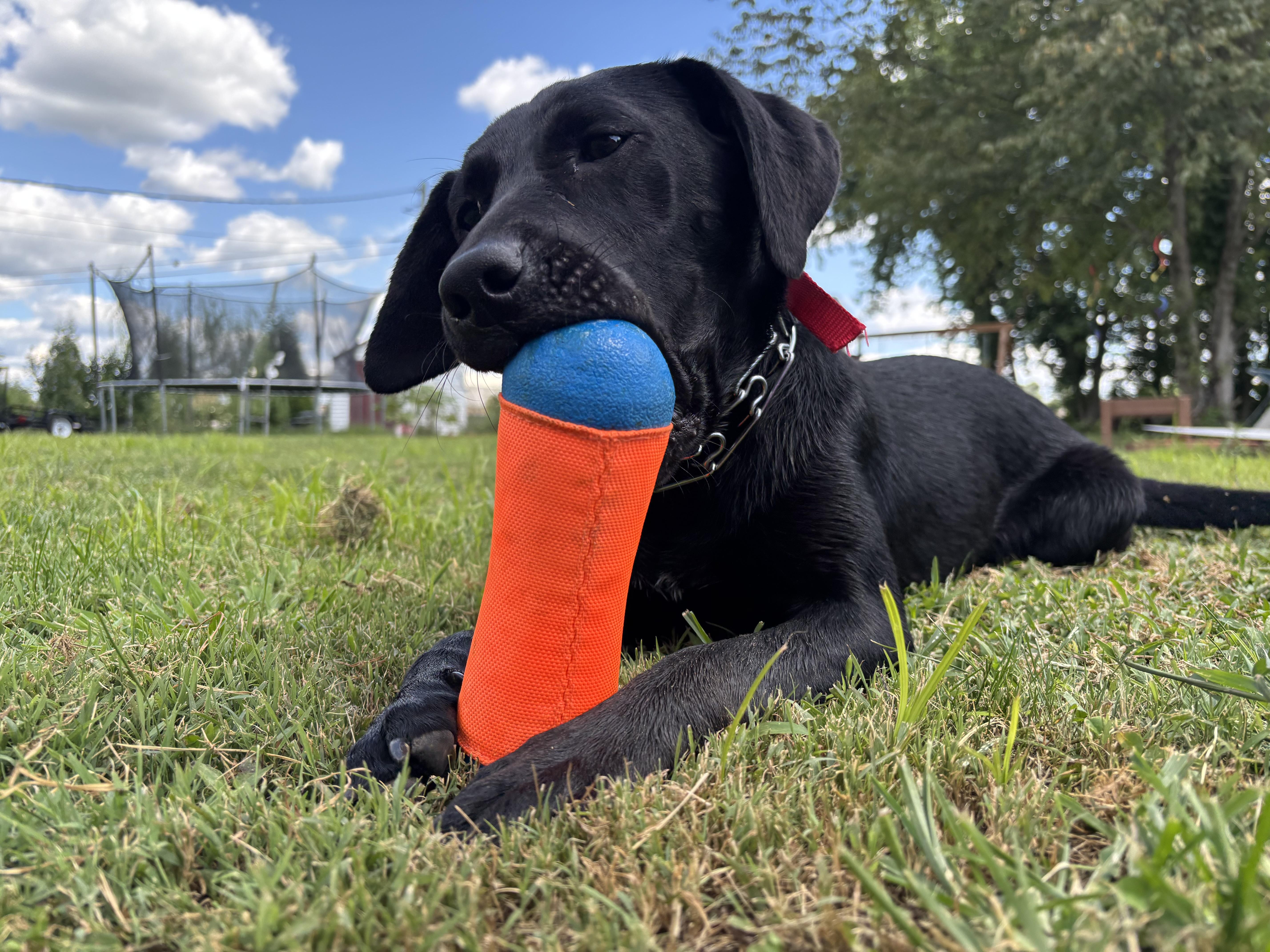 Enlarge Holly, an adoptable Black Labrador Retriever in Paoli, IN image 2/6