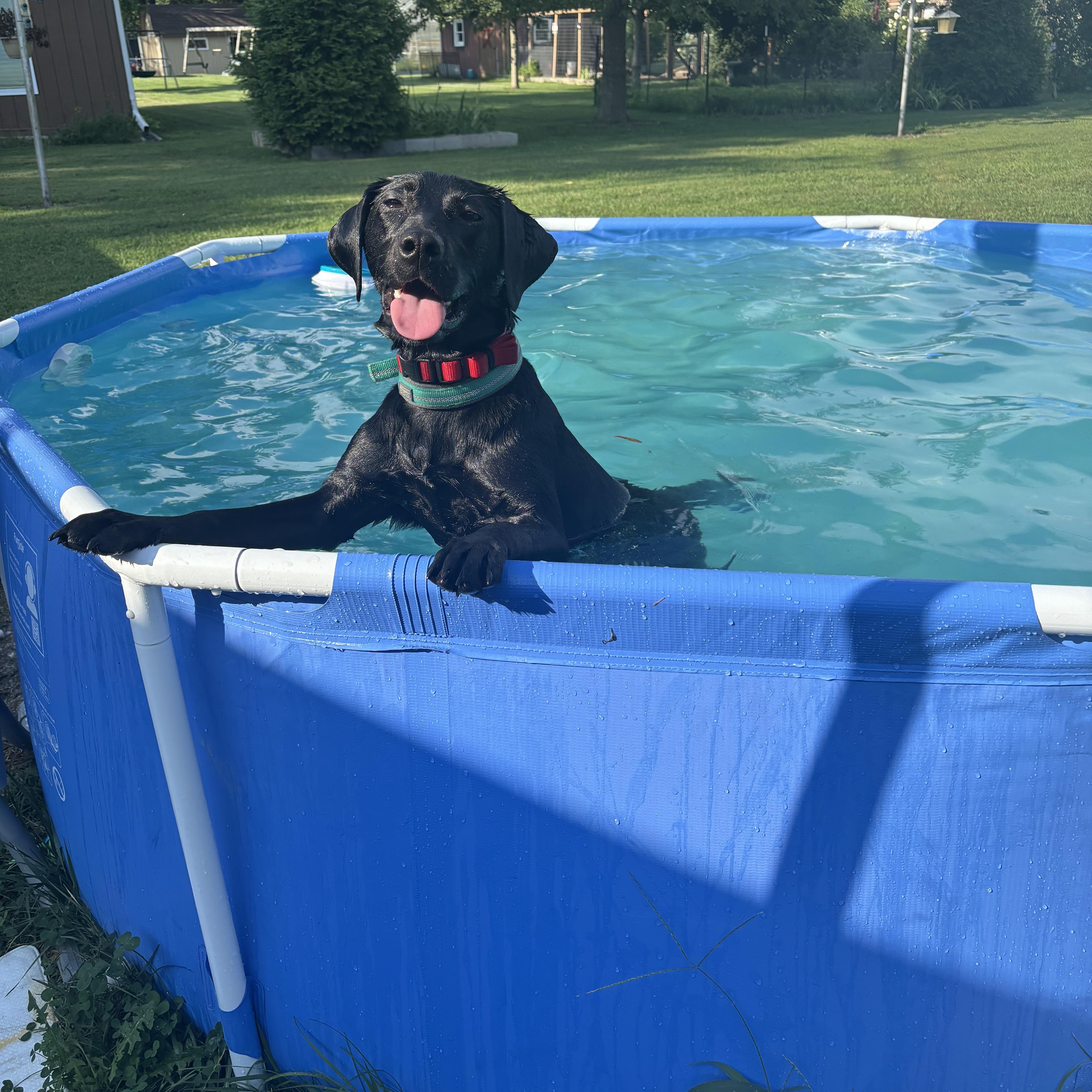 Enlarge Holly, an adoptable Black Labrador Retriever in Paoli, IN image 5/6
