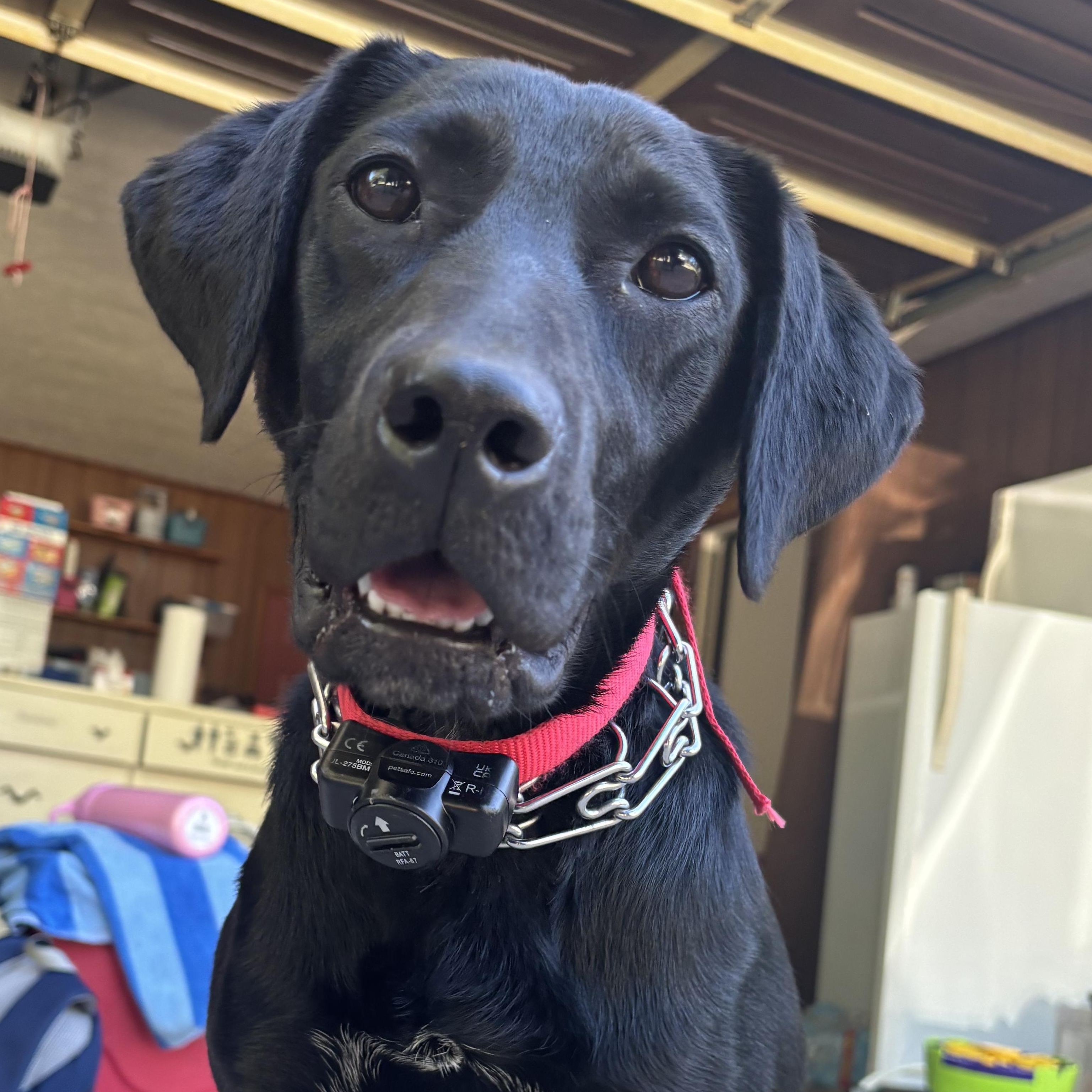 Enlarge Holly, an adoptable Black Labrador Retriever in Paoli, IN image 4/6