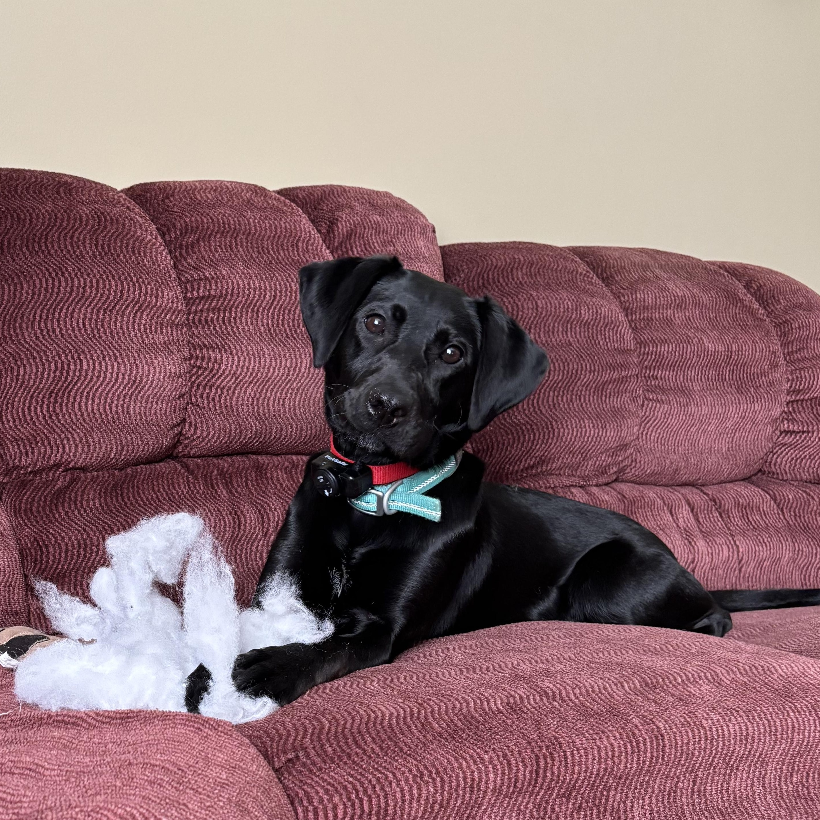 Enlarge Holly, an adoptable Black Labrador Retriever in Paoli, IN image 6/6