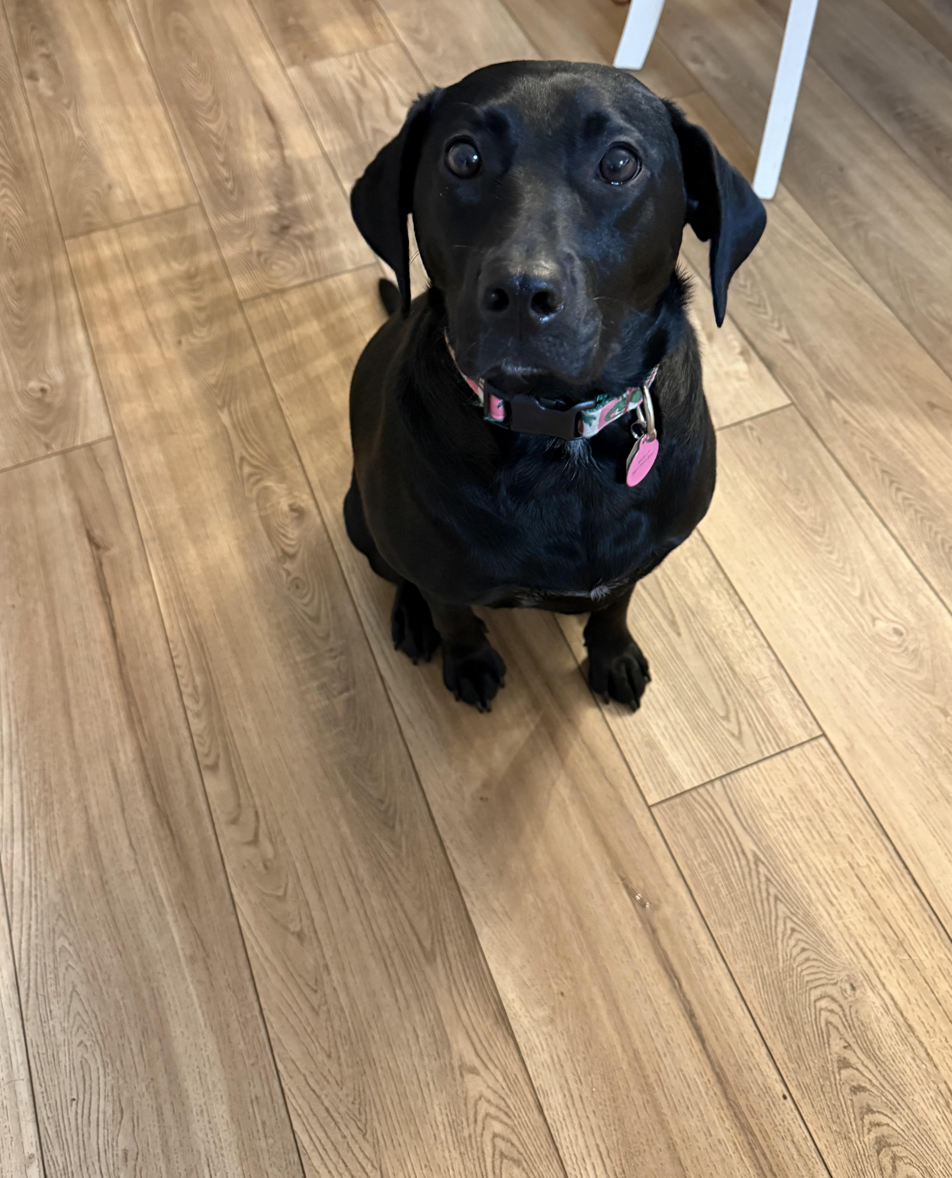 Enlarge Holly, an adoptable Black Labrador Retriever in Paoli, IN image 1/6
