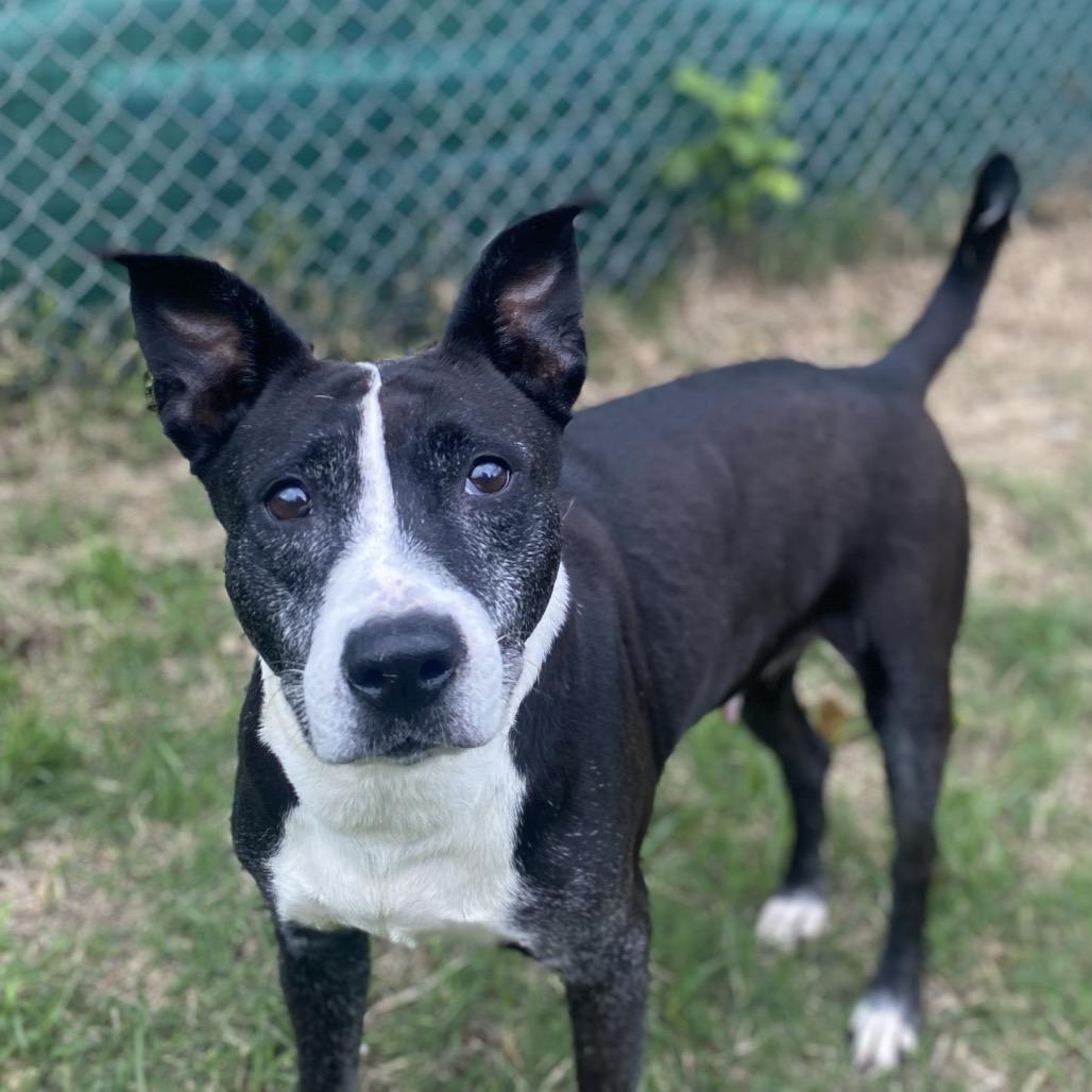 Wilma, Adoptable, Senior Female American Staffordshire Terrier & Mixed Breed.