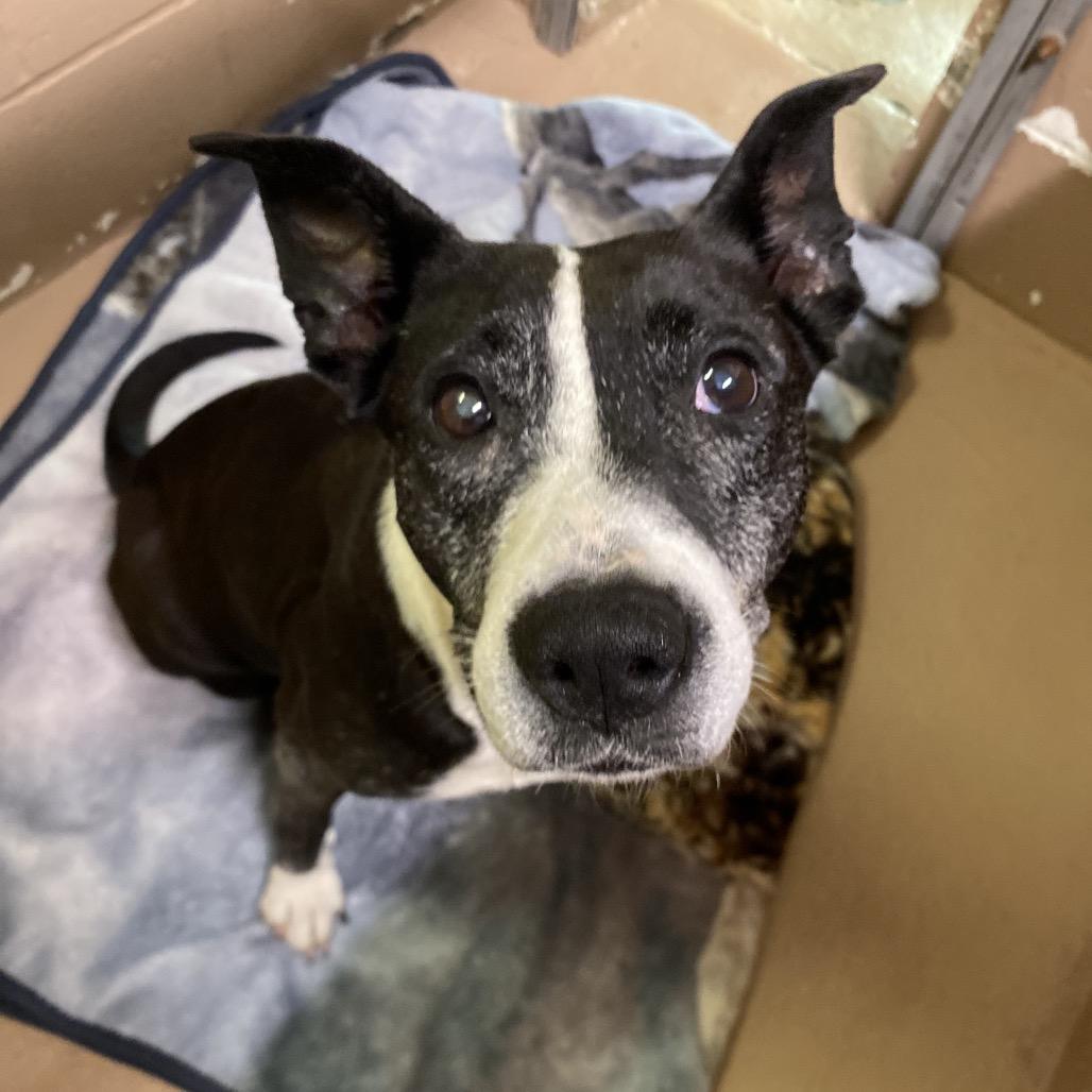 Enlarge Wilma, a Adoptable mixed breed in Caryville, TN image 2/6