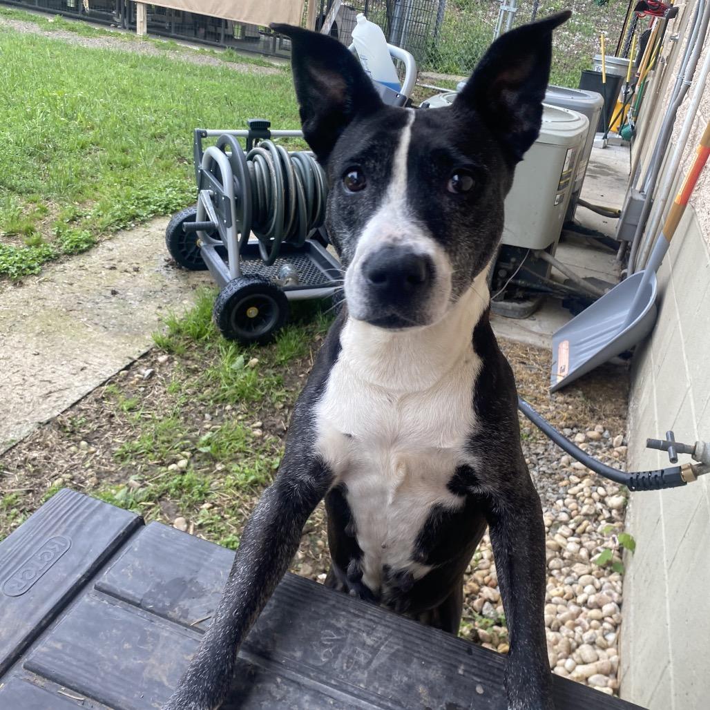 Enlarge Wilma, a Adoptable mixed breed in Caryville, TN image 3/6