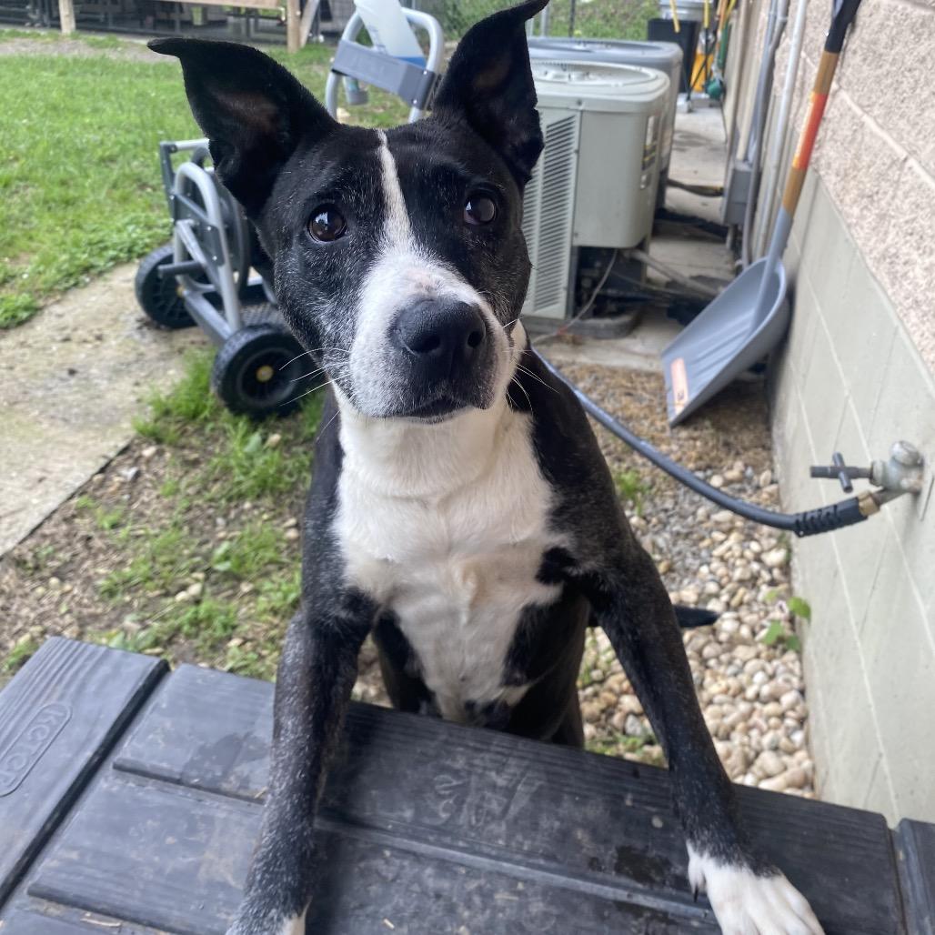 Enlarge Wilma, a Adoptable mixed breed in Caryville, TN image 4/6