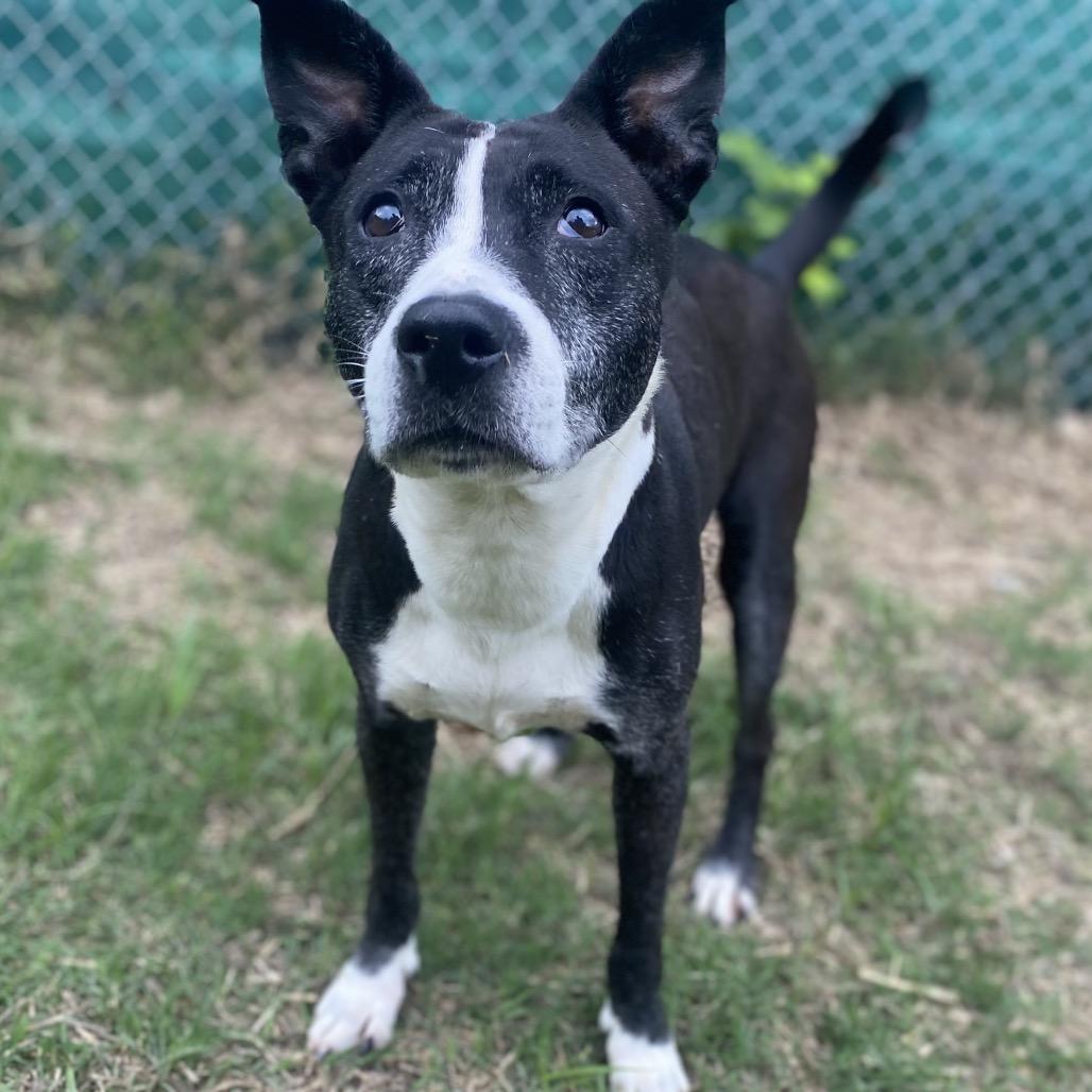 Enlarge Wilma, a Adoptable mixed breed in Caryville, TN image 5/6