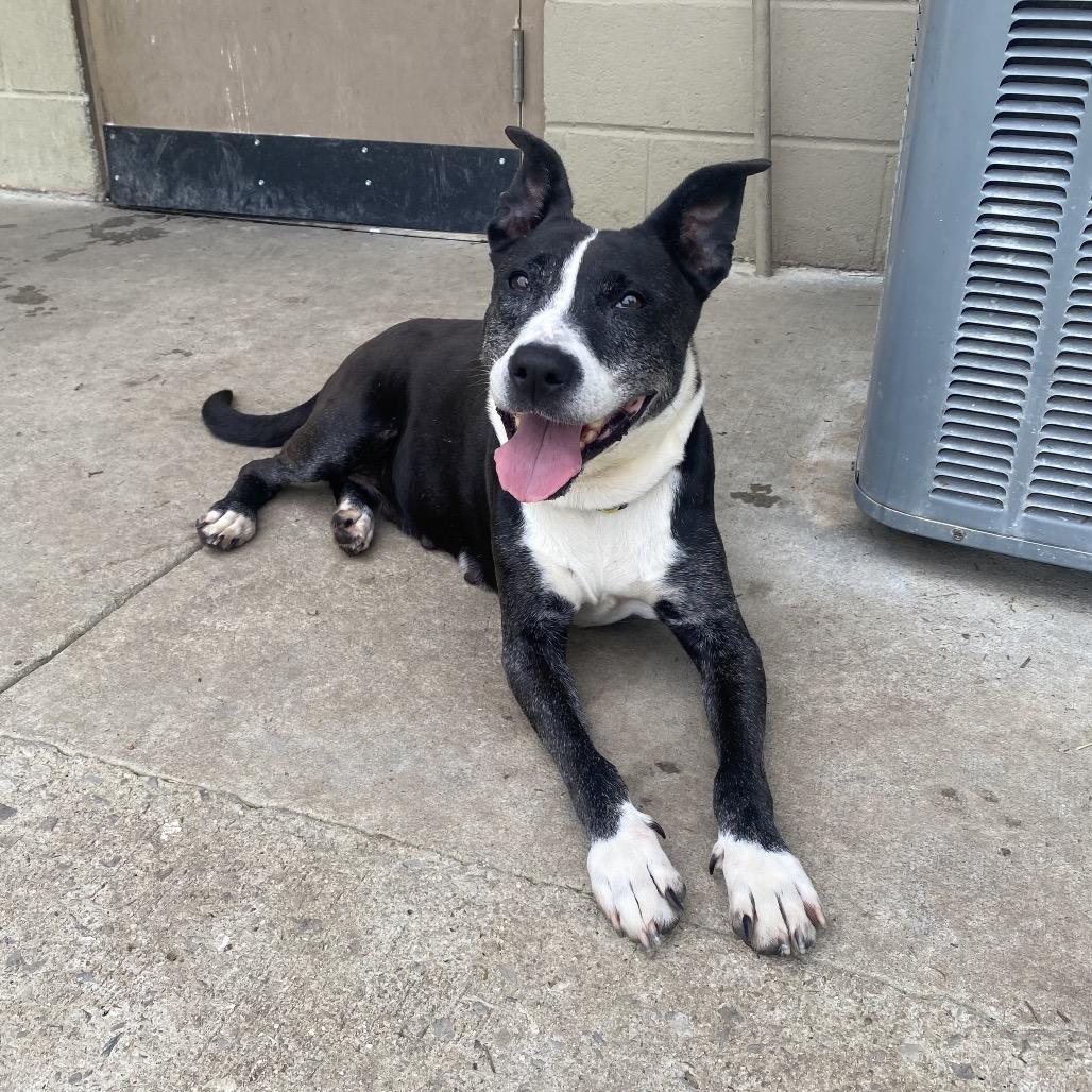 Enlarge Wilma, a Adoptable mixed breed in Caryville, TN image 6/6