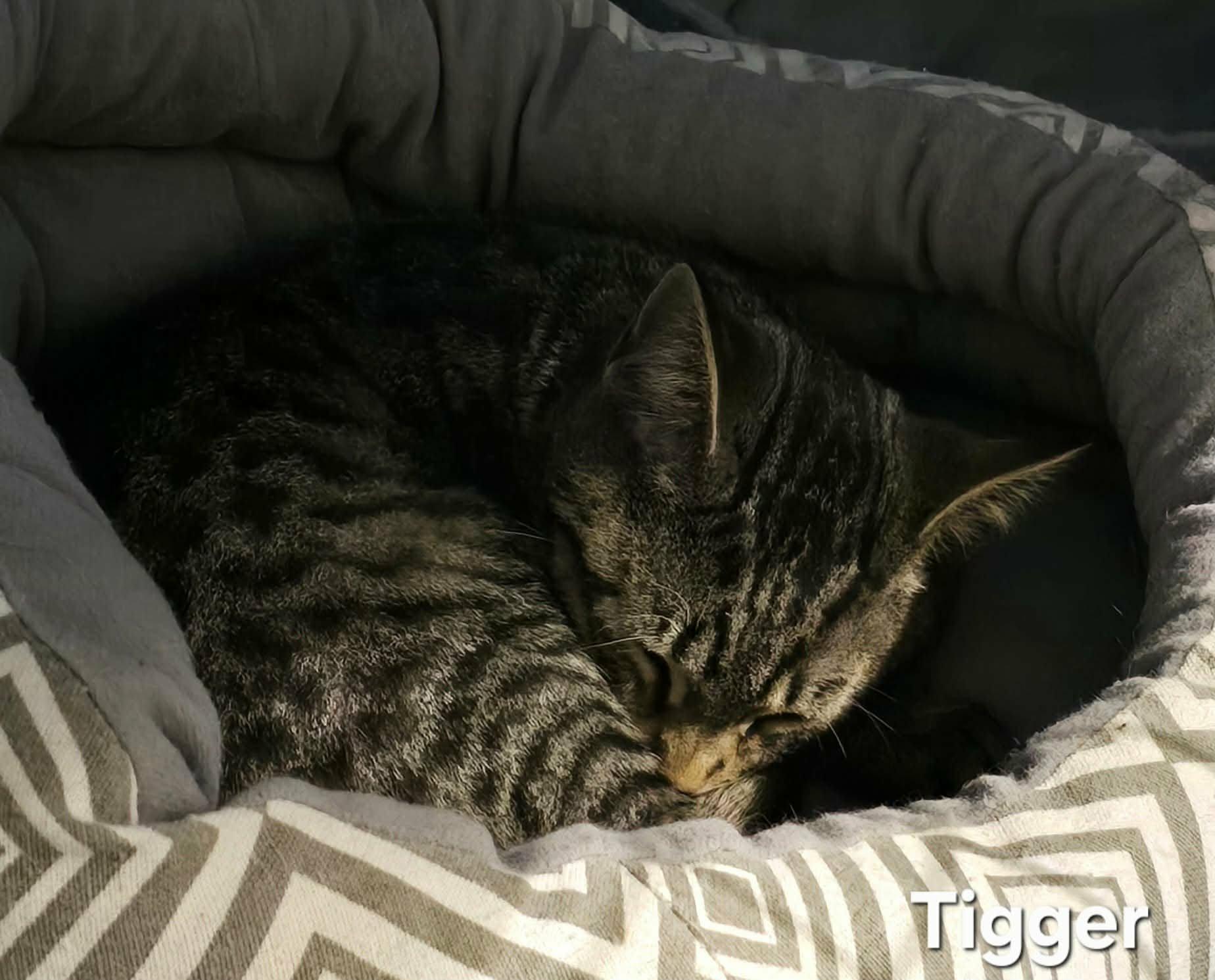 Enlarge Tigger, a ADOPTABLE Domestic Short Hair in Stevensville, ON image 3/3