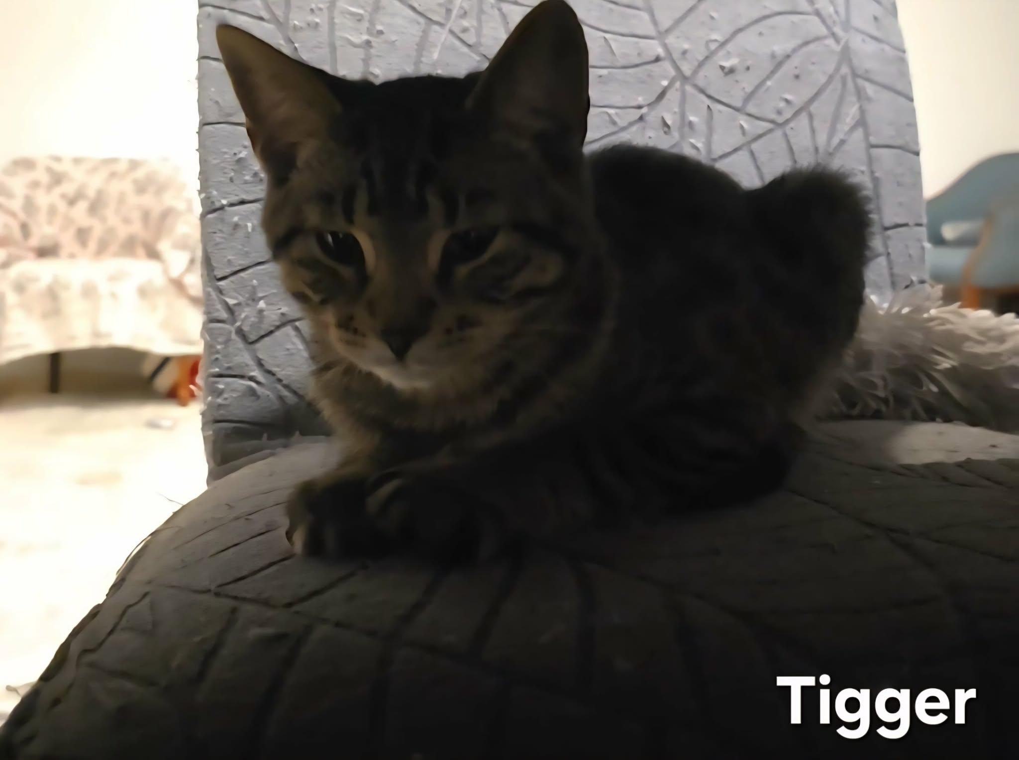 Enlarge Tigger, a ADOPTABLE Domestic Short Hair in Stevensville, ON image 2/3