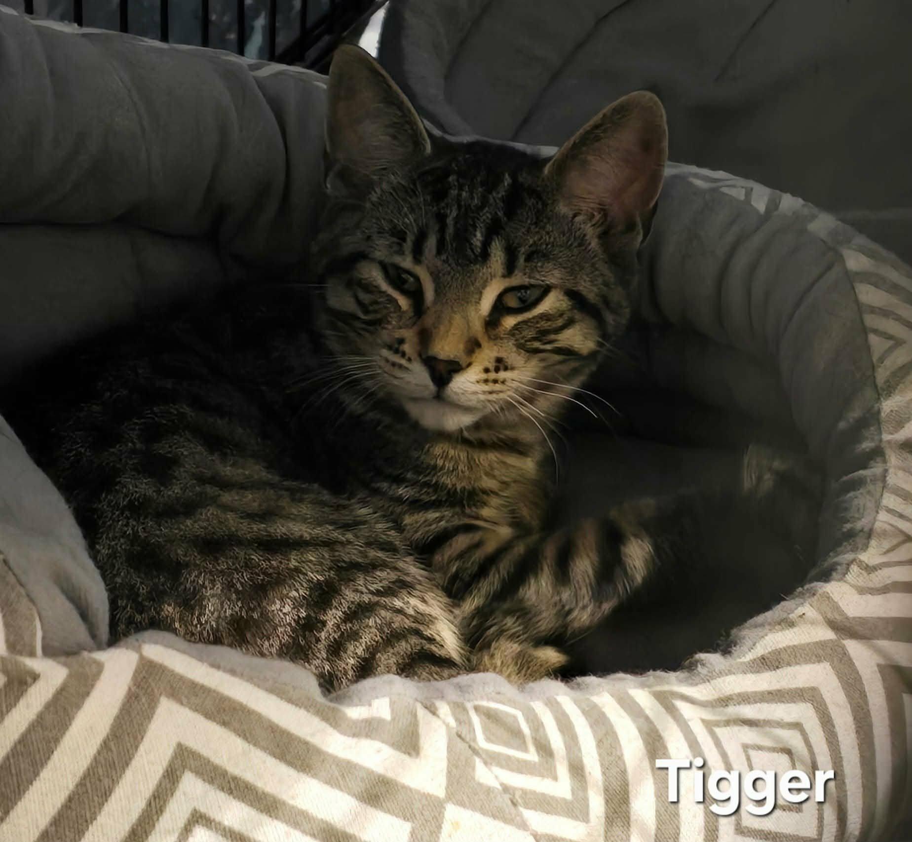 Enlarge Tigger, a ADOPTABLE Domestic Short Hair in Stevensville, ON image 1/3
