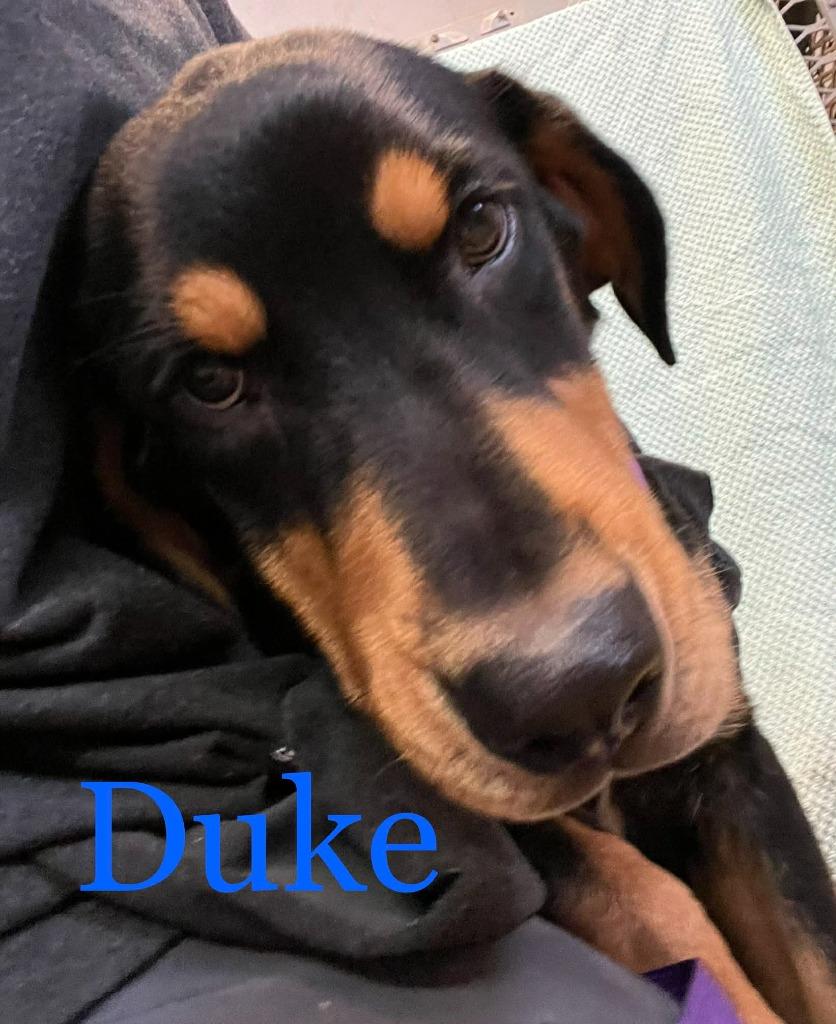 Duke