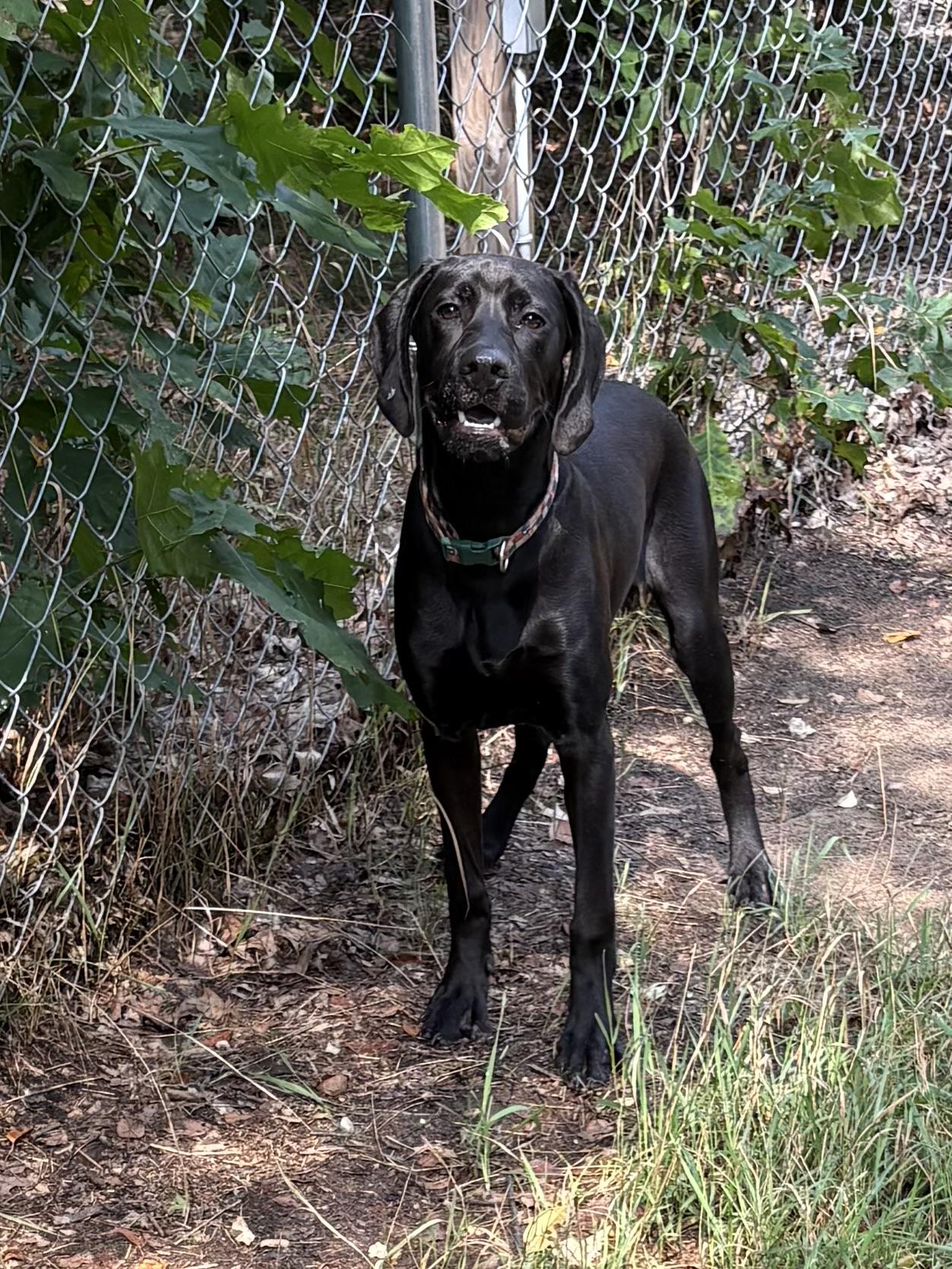 Enlarge Koba, a ADOPTABLE mixed breed in Big Rapids, MI image 1/3