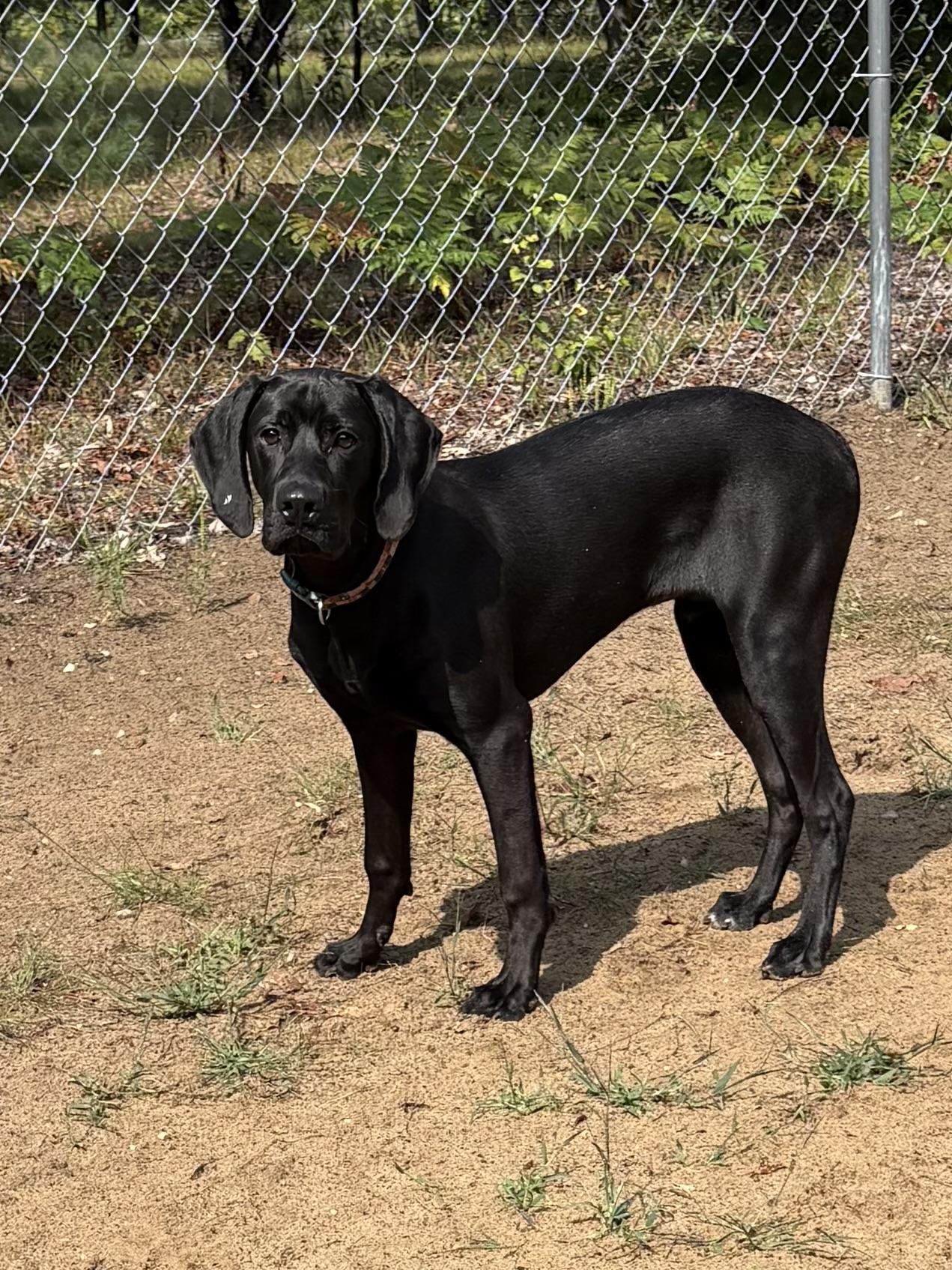 Enlarge Koba, a ADOPTABLE mixed breed in Big Rapids, MI image 2/3