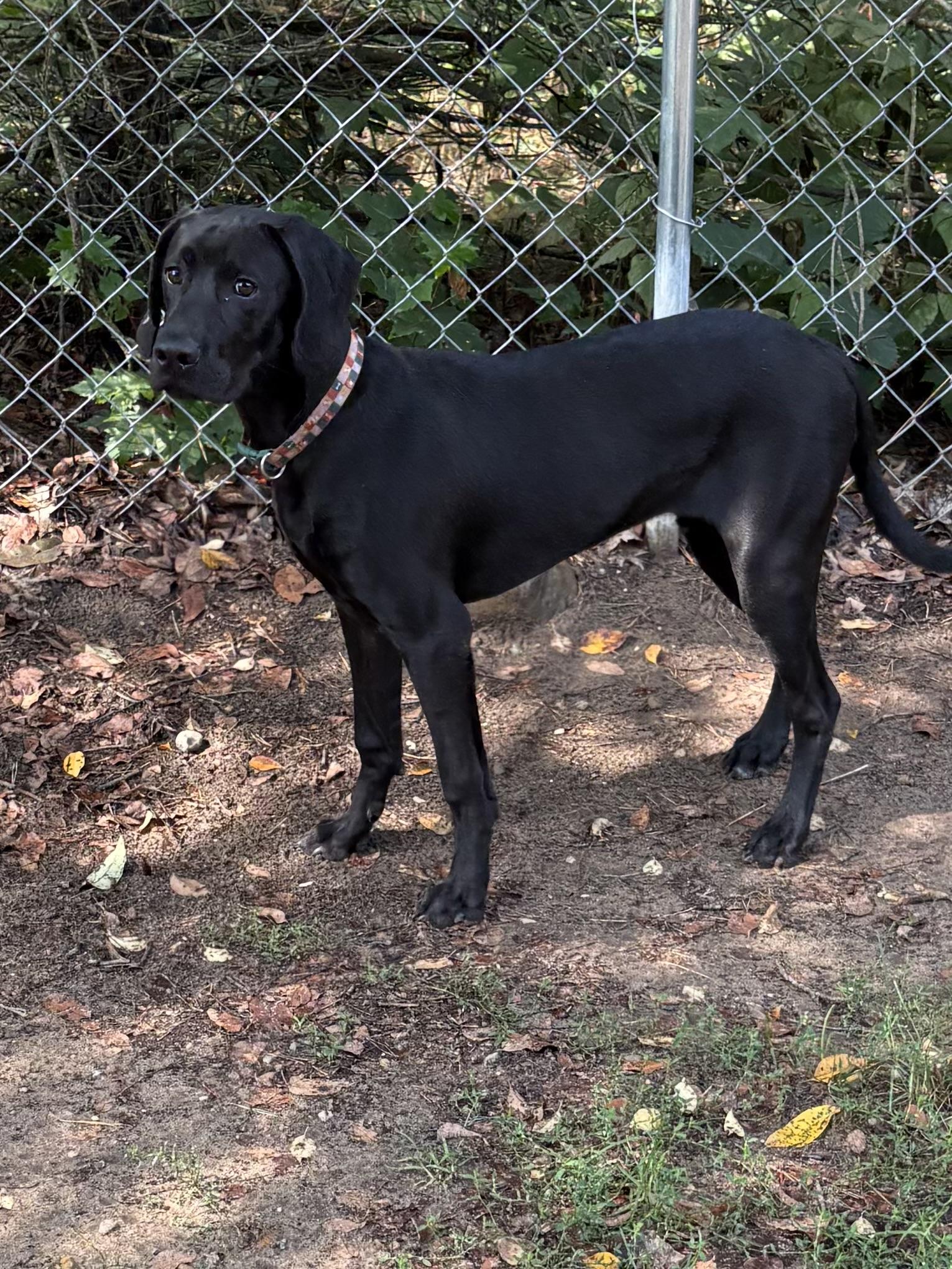 Enlarge Koba, a ADOPTABLE mixed breed in Big Rapids, MI image 3/3