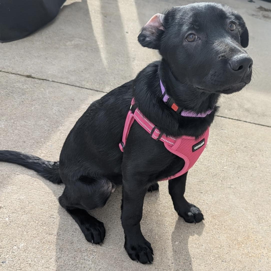 Enlarge Fallon, an adopted Black Labrador Retriever in Verona , PA image 5/6