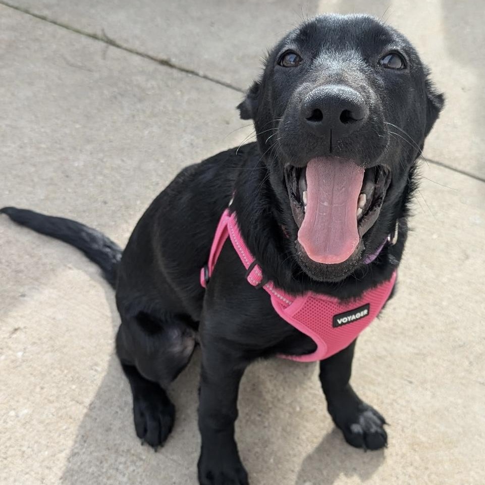 Enlarge Fallon, an adopted Black Labrador Retriever in Verona , PA image 2/6