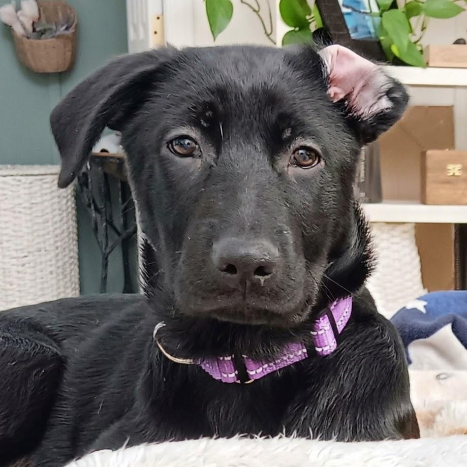 Enlarge Fallon, an adopted Black Labrador Retriever in Verona , PA image 4/6