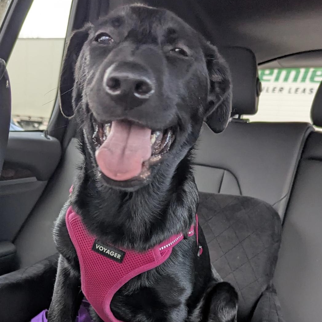 Enlarge Fallon, an adopted Black Labrador Retriever in Verona , PA image 1/6
