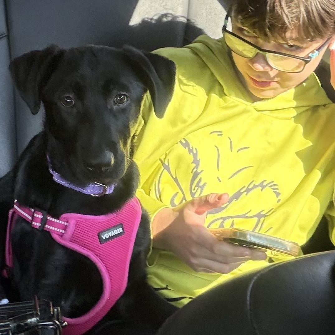 Enlarge Fallon, an adopted Black Labrador Retriever in Verona , PA image 3/6