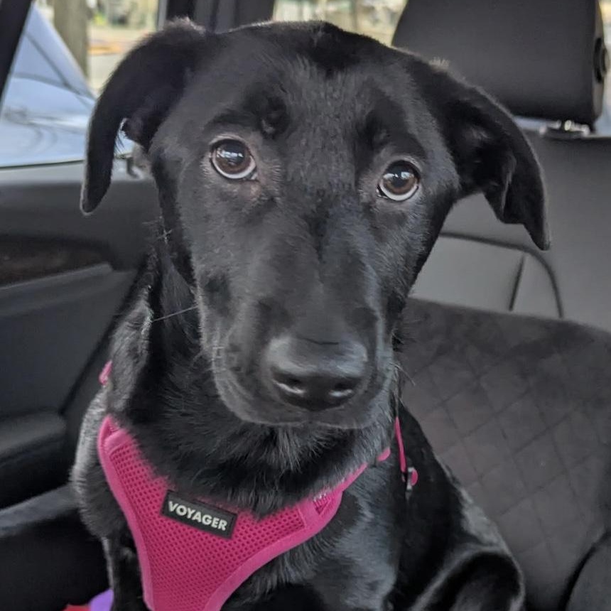 Enlarge Fallon, an adopted Black Labrador Retriever in Verona , PA image 6/6