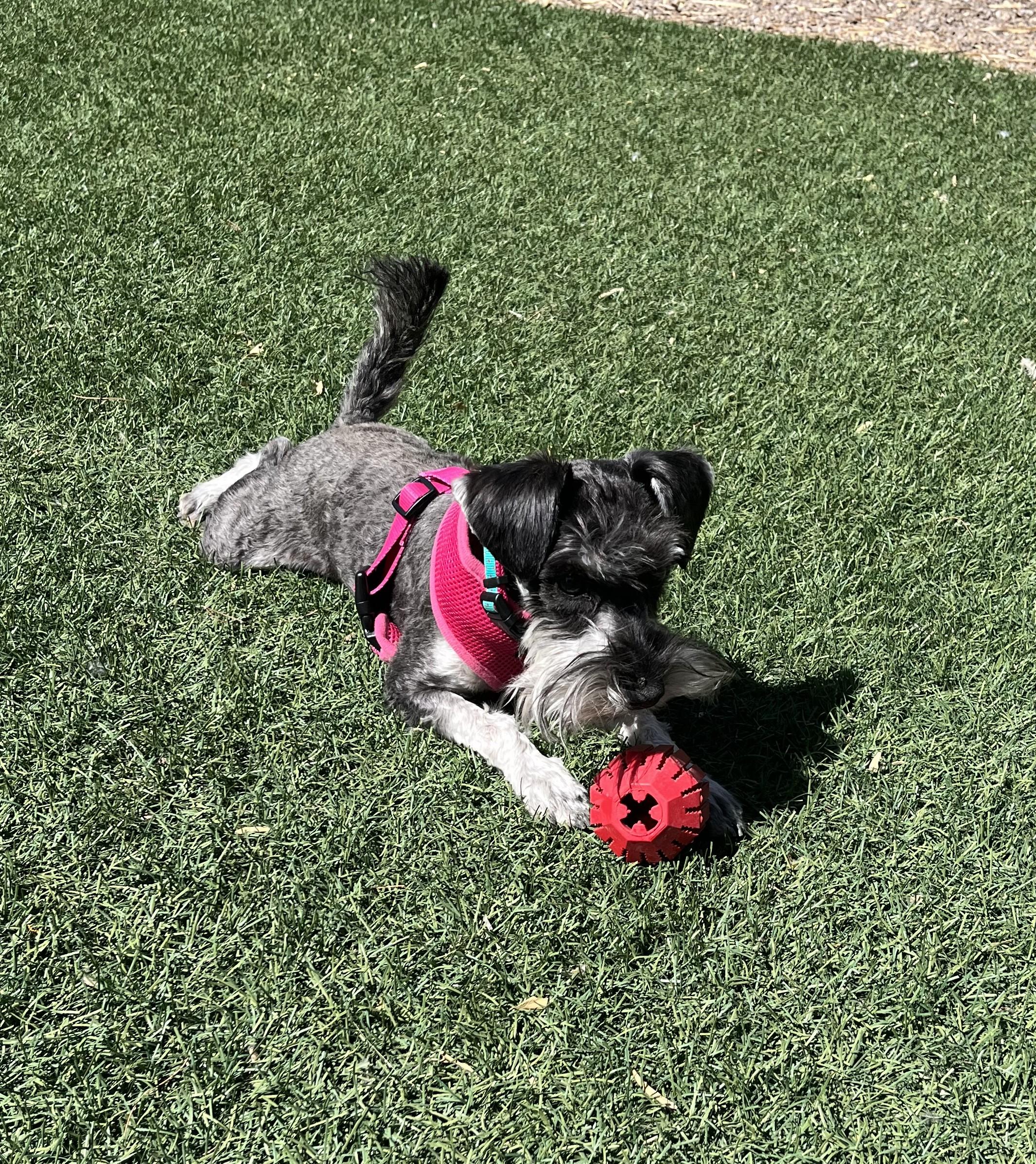 MAISIE, Adopted, Puppy Female Miniature Schnauzer.
