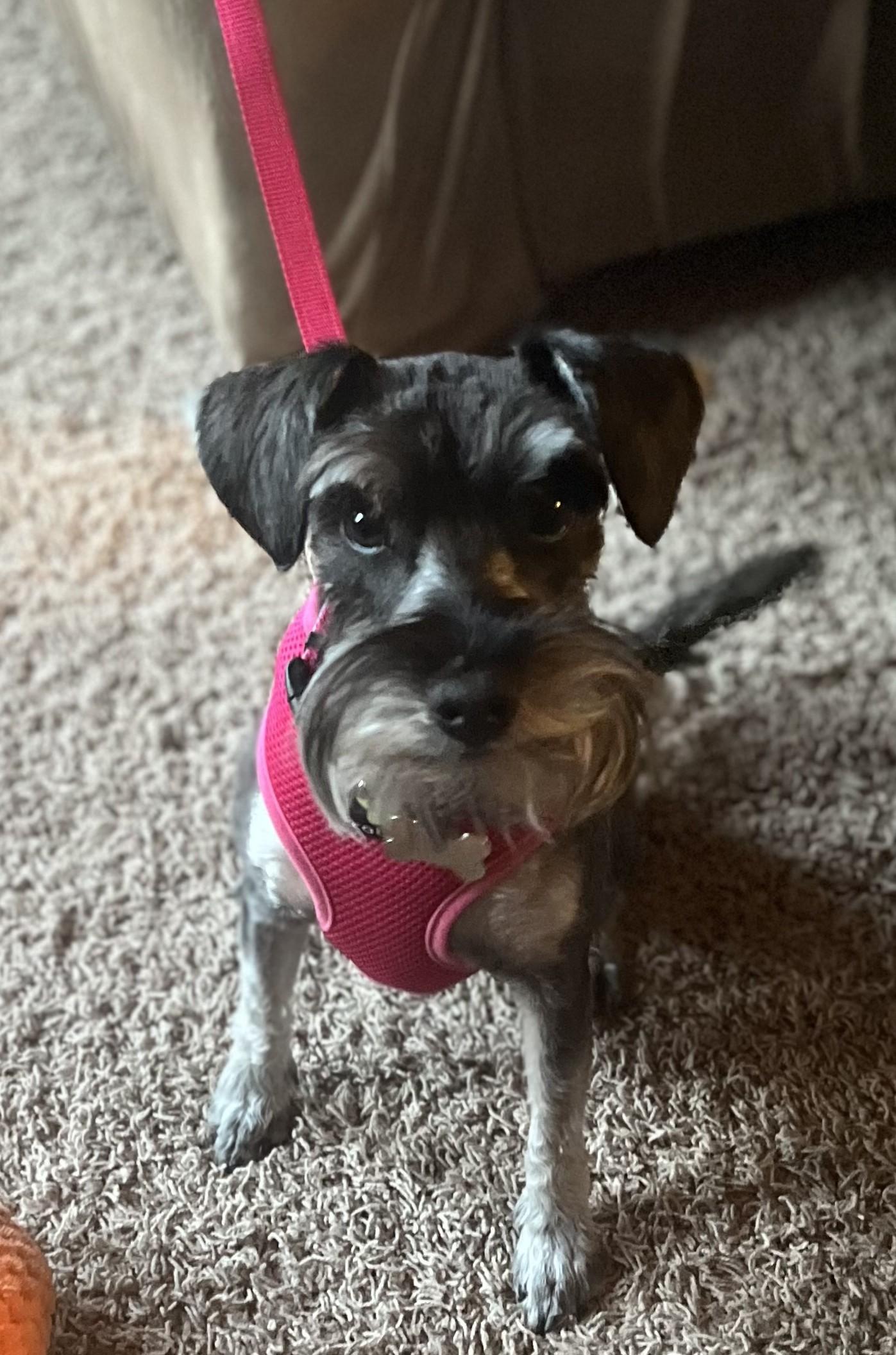 MAISIE, a Adopted mixed breed in Las Cruces, NM image 3/4