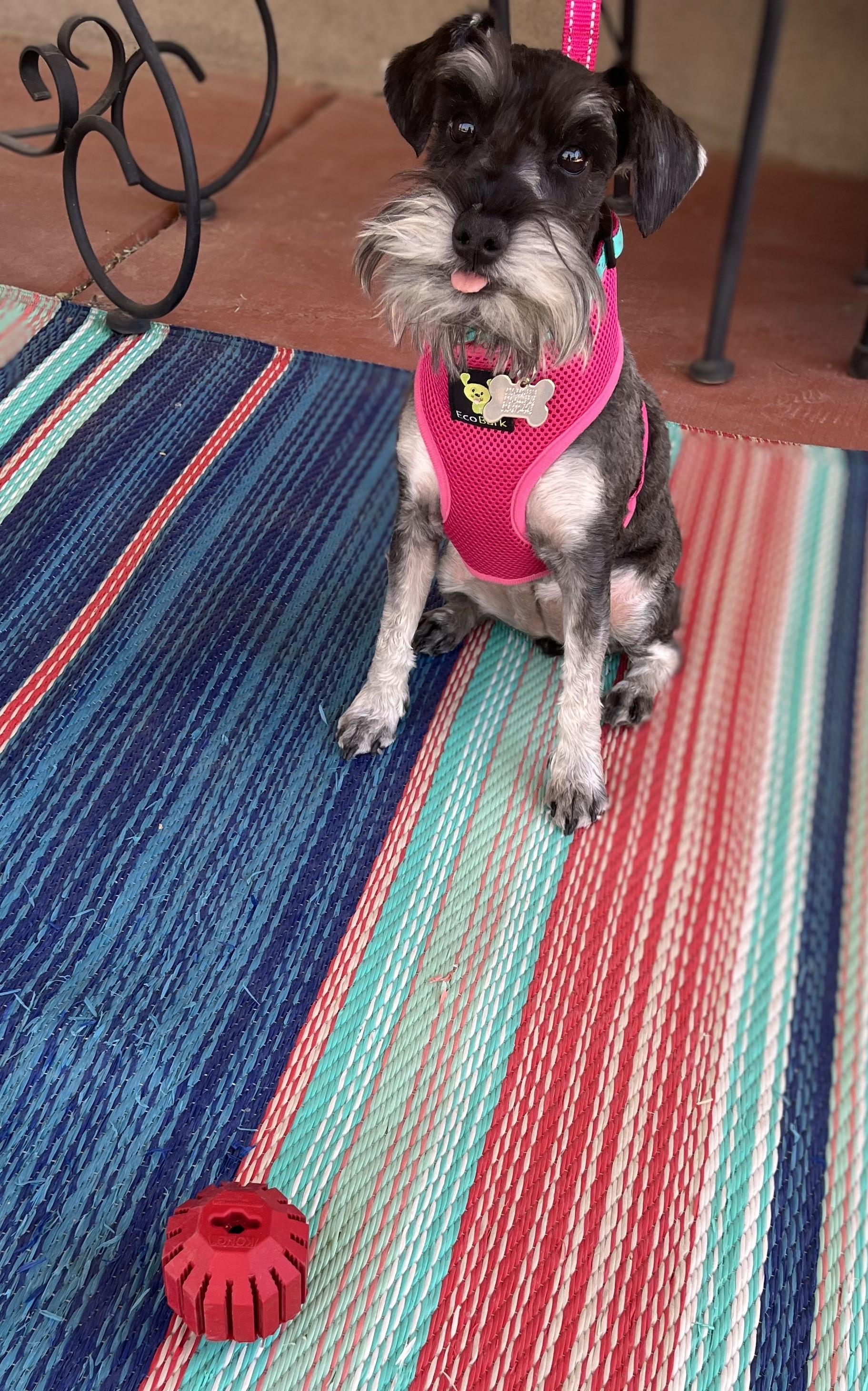 MAISIE, a Adopted mixed breed in Las Cruces, NM image 4/4