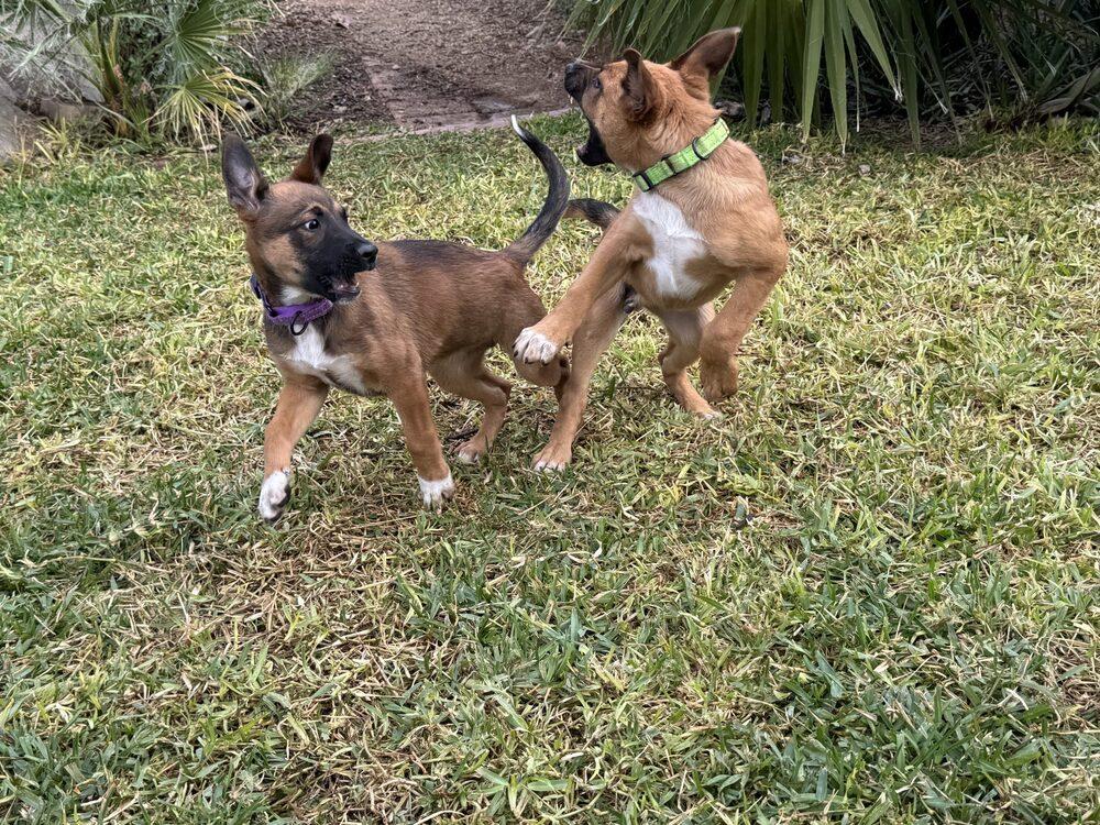 13 Colonies litter - Georgia (tan) - Located in AZ