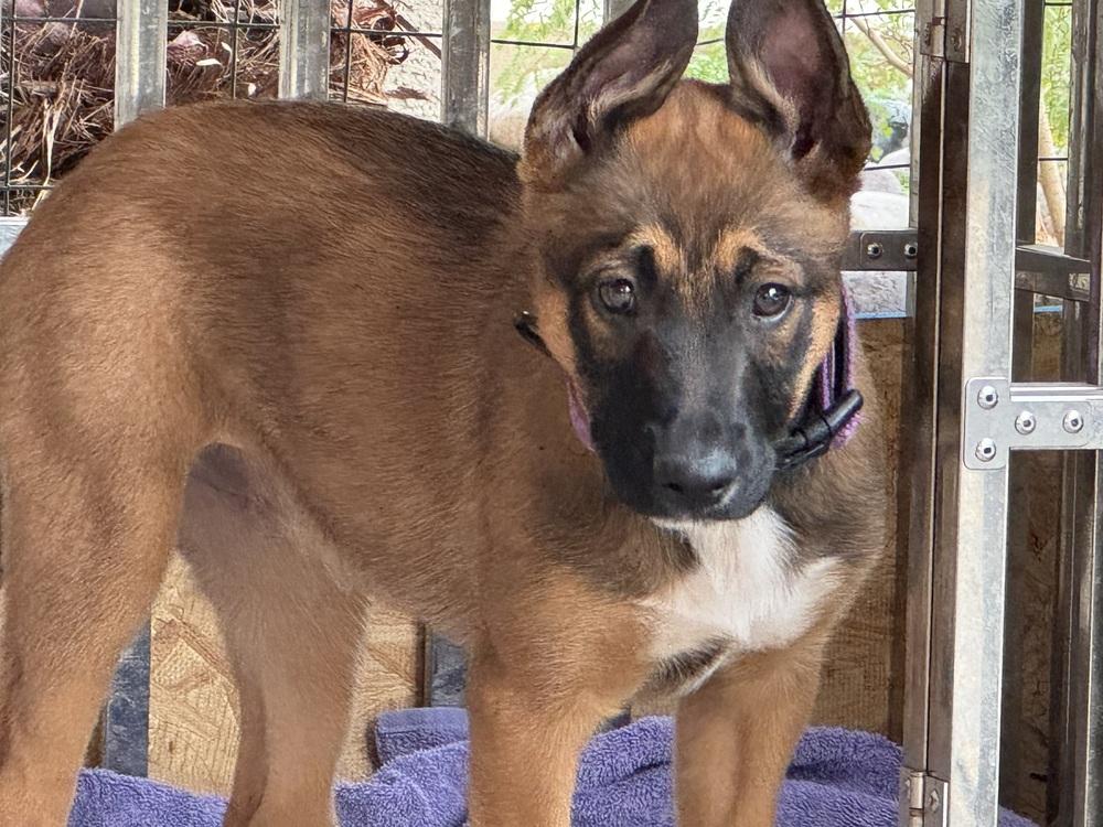 13 Colonies litter - Georgia (tan) - Located in AZ — thumbnail 2