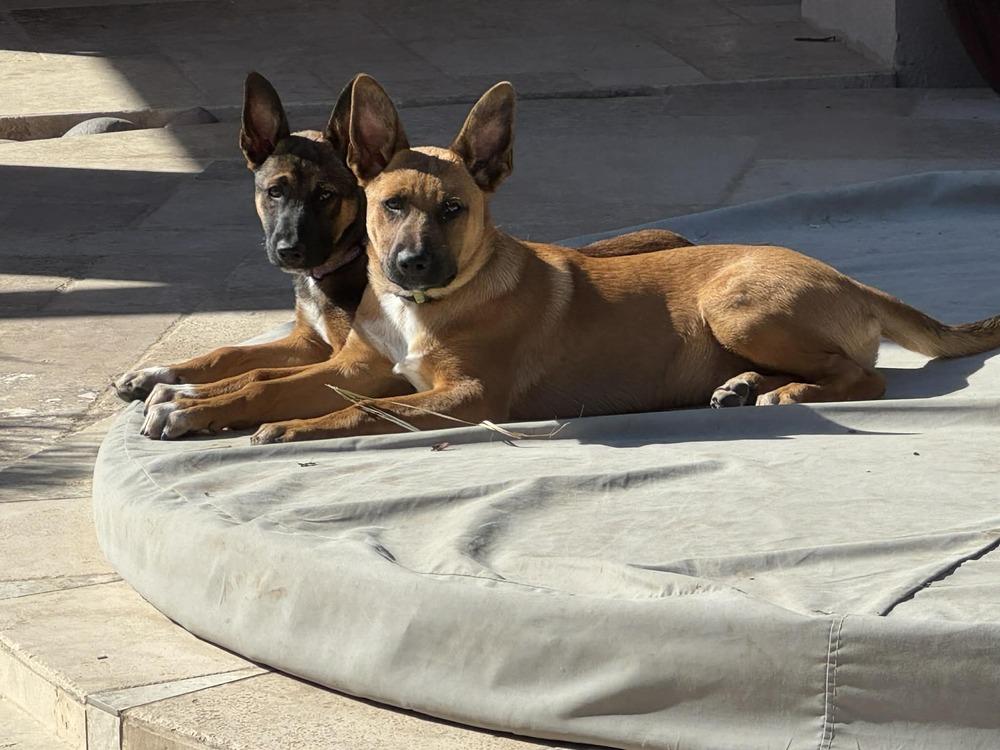 13 Colonies litter - Georgia (tan) - Located in AZ — thumbnail 3