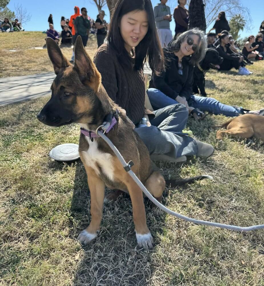 13 Colonies litter - Georgia (tan) - Located in AZ — thumbnail 4