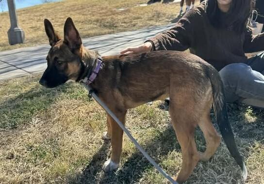 13 Colonies litter - Georgia (tan) - Located in AZ — thumbnail 5