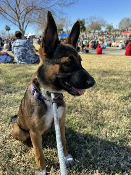 13 Colonies litter - Georgia (tan) - Located in AZ — thumbnail 6