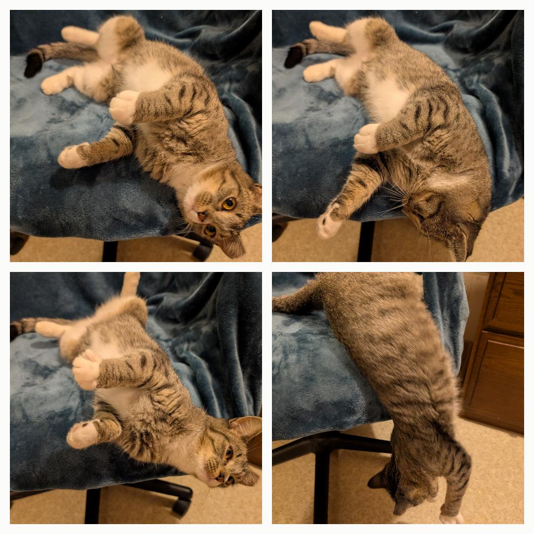 Enlarge Ivory Ella, a Adoptable Domestic Short Hair in Fairview Heights, IL image 6/6