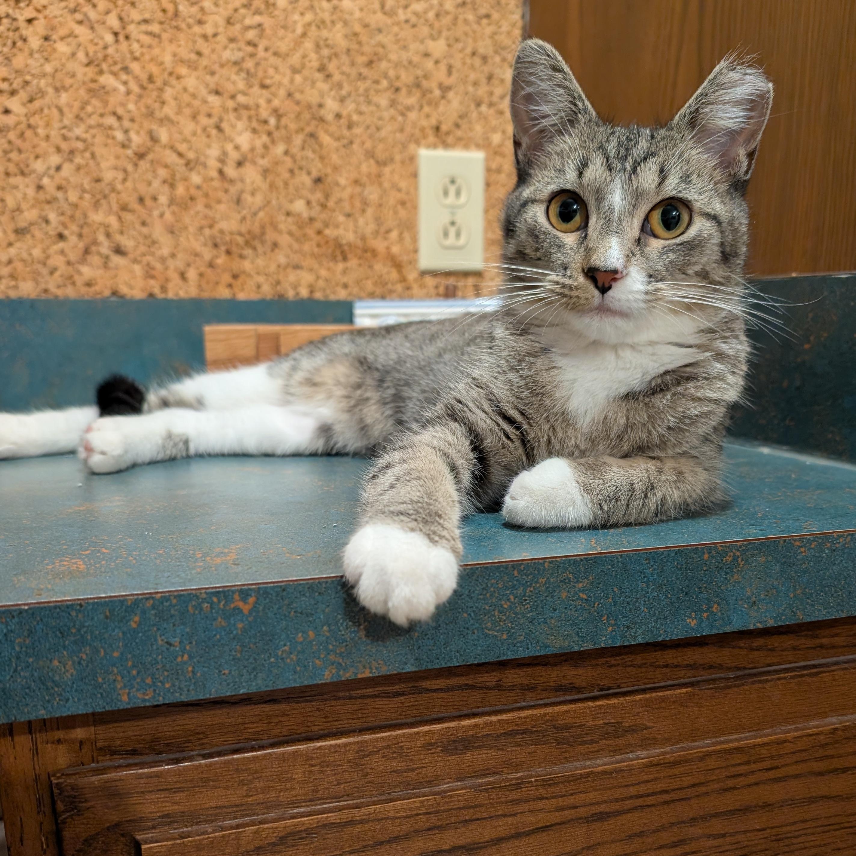 Enlarge Ivory Ella, a Adoptable Domestic Short Hair in Fairview Heights, IL image 5/6